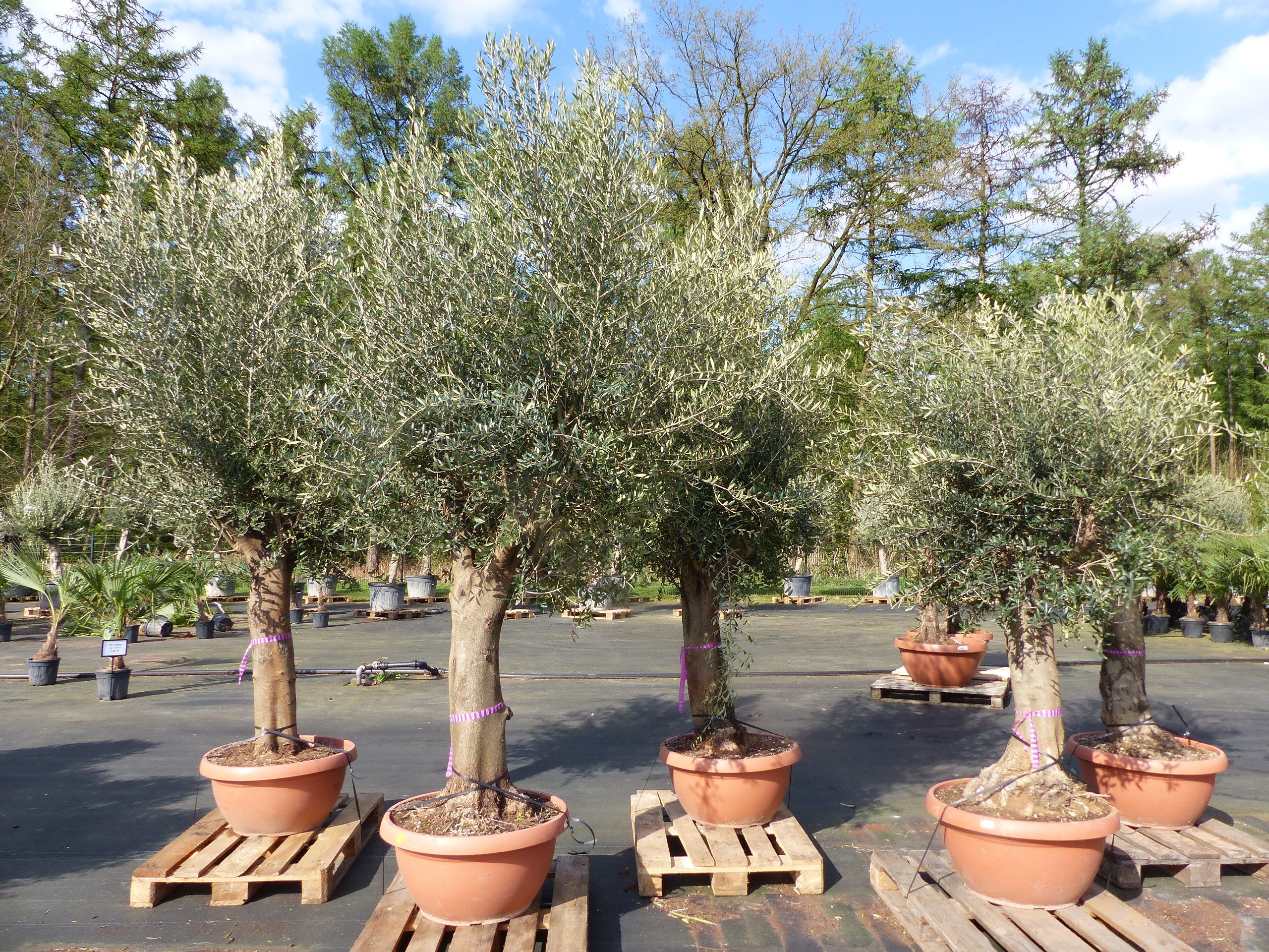 Bonsai Olivenbaum 230 - 260 cm knorrige urige Olive winterhart Olea Europaea Ölbaum