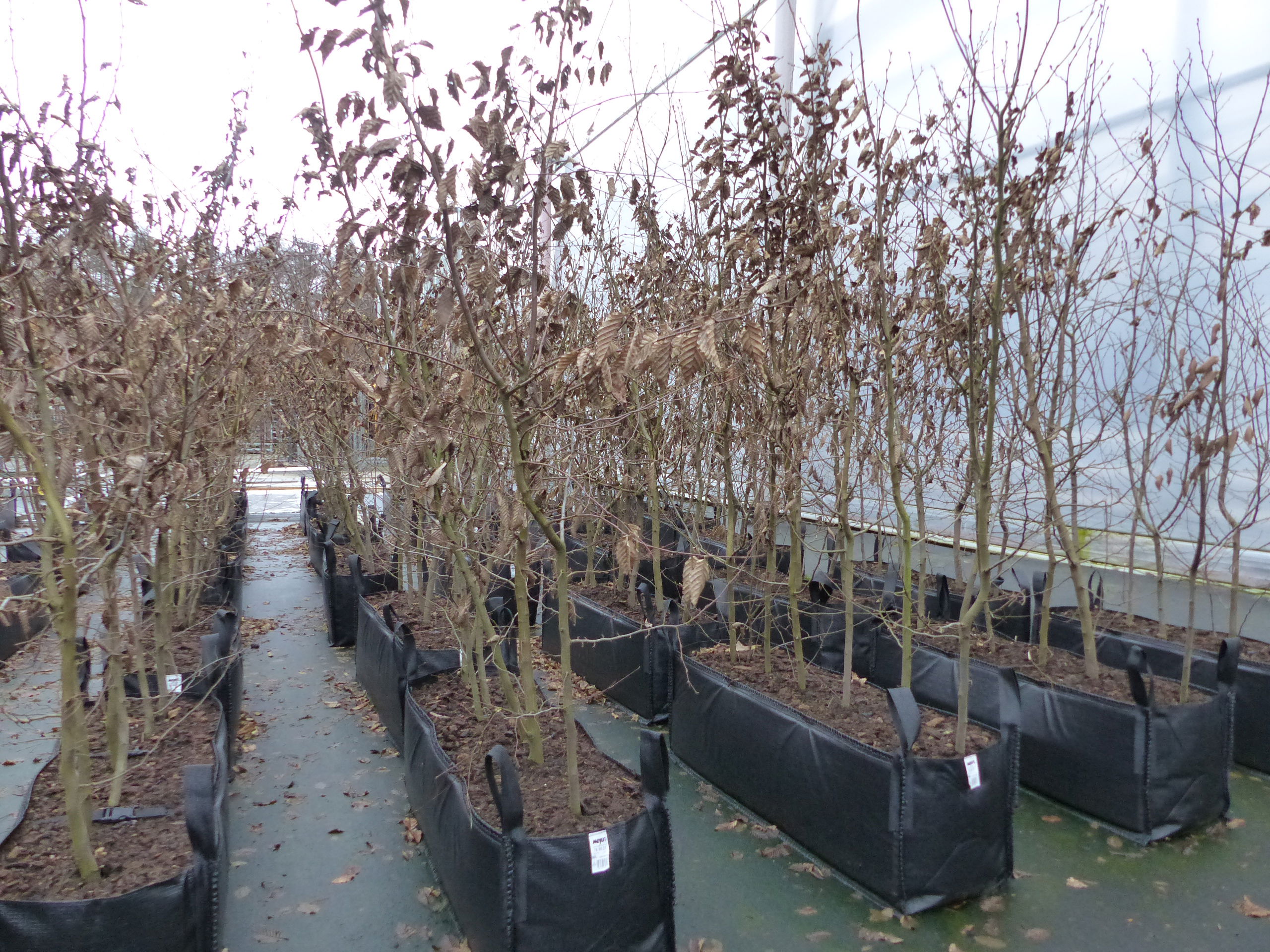 2x Blutbuche Fertighecke 2 m Heckenelement 220 cm hoch Fagus sylvatica Atropunicea