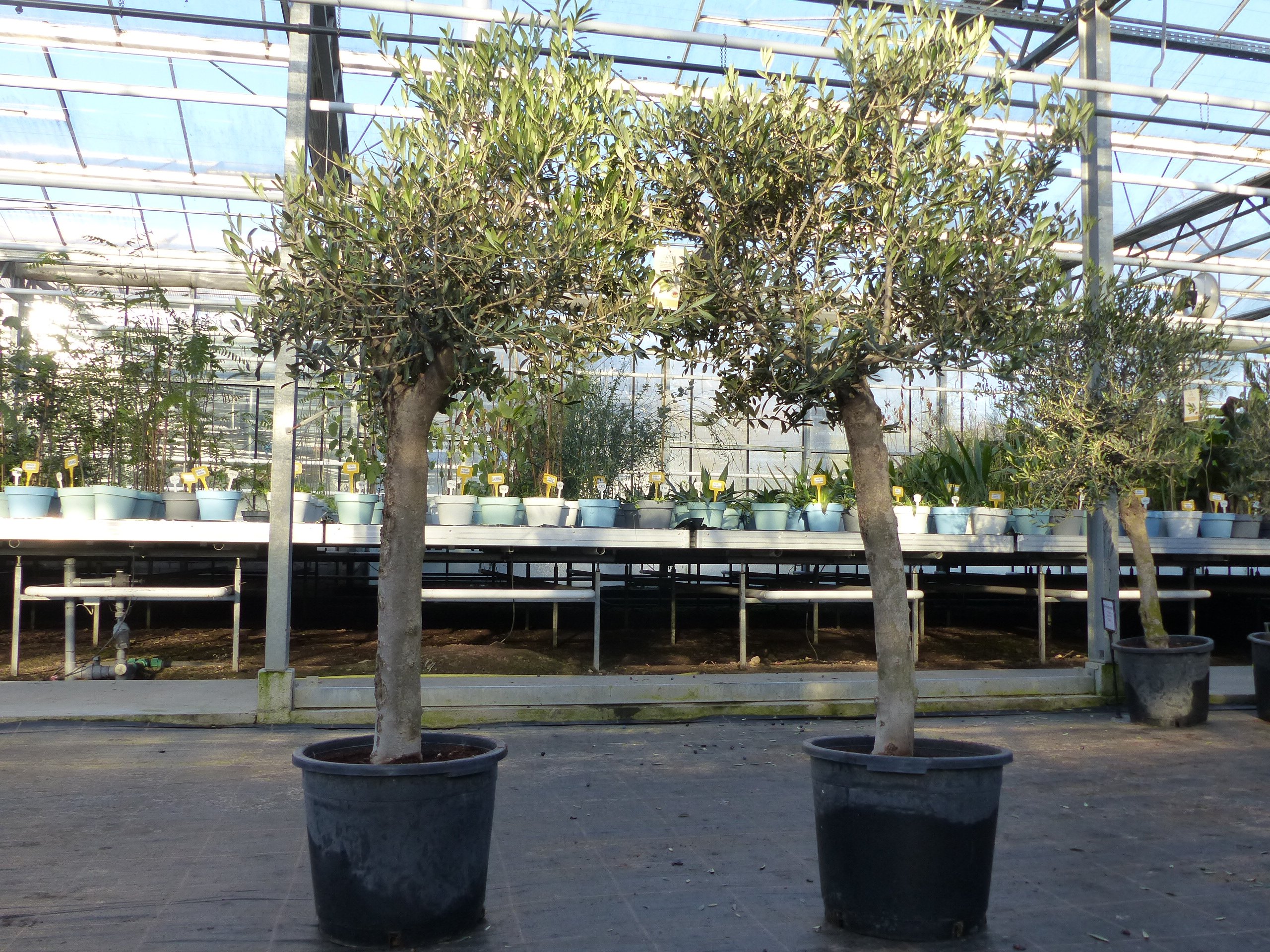Olivenbaum Olive "Sonderpreis" 170 - 190 cm, beste Qualität, winterhart, Olea Europaea