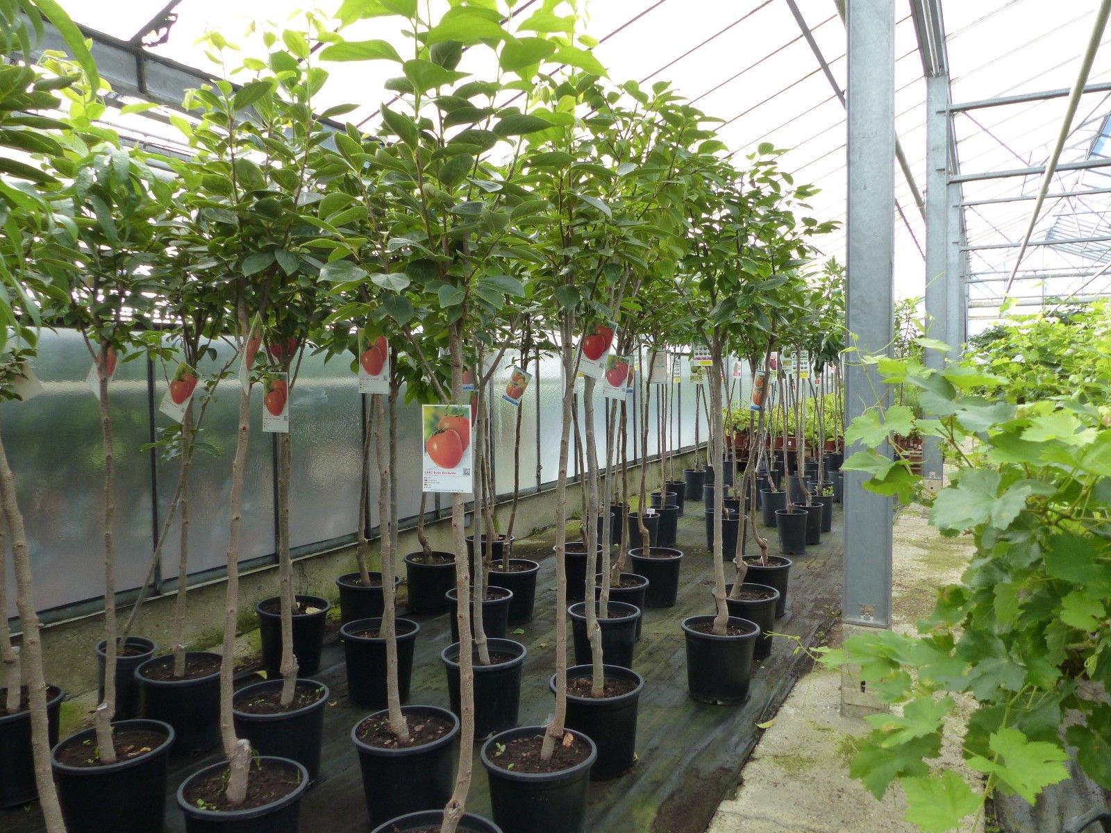 Kaki Baum 150-180 cm Sorte "Rojo Brilliante" Kakipflaume Pflanze
