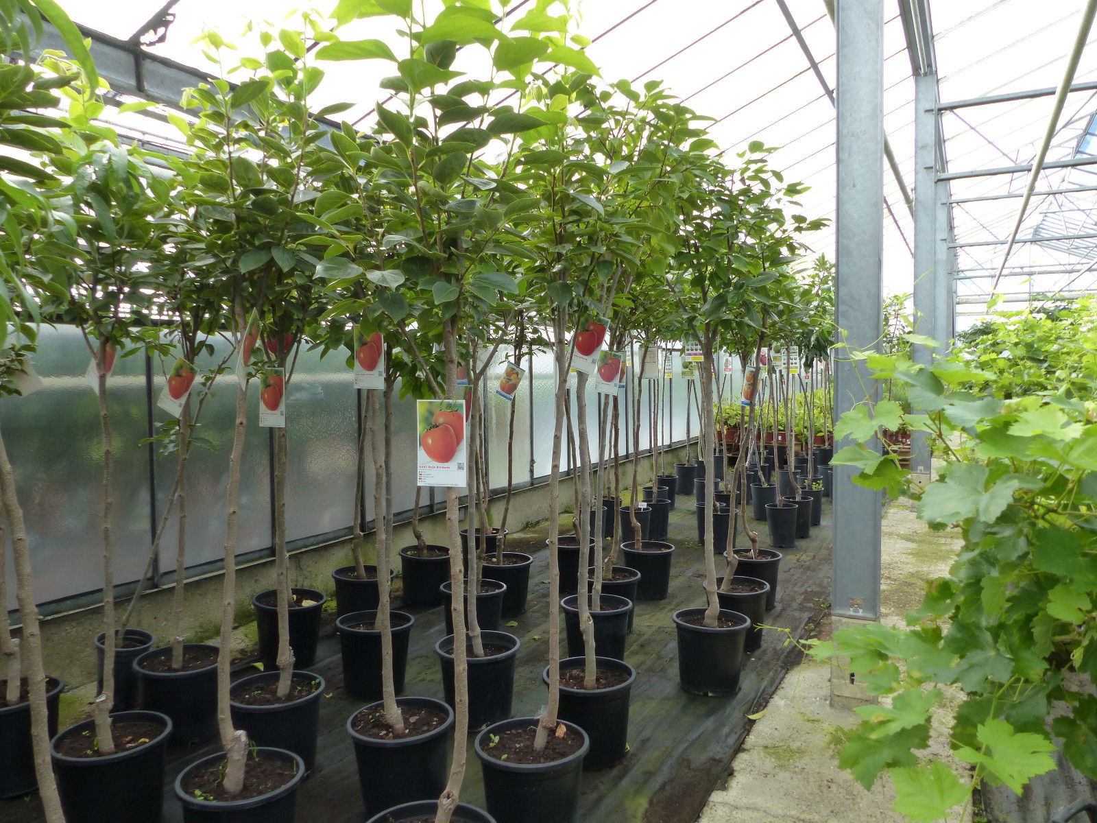 Kaki Baum 160-180 cm Sorte "Rojo Brilliante" Kakipflaume Pflanze