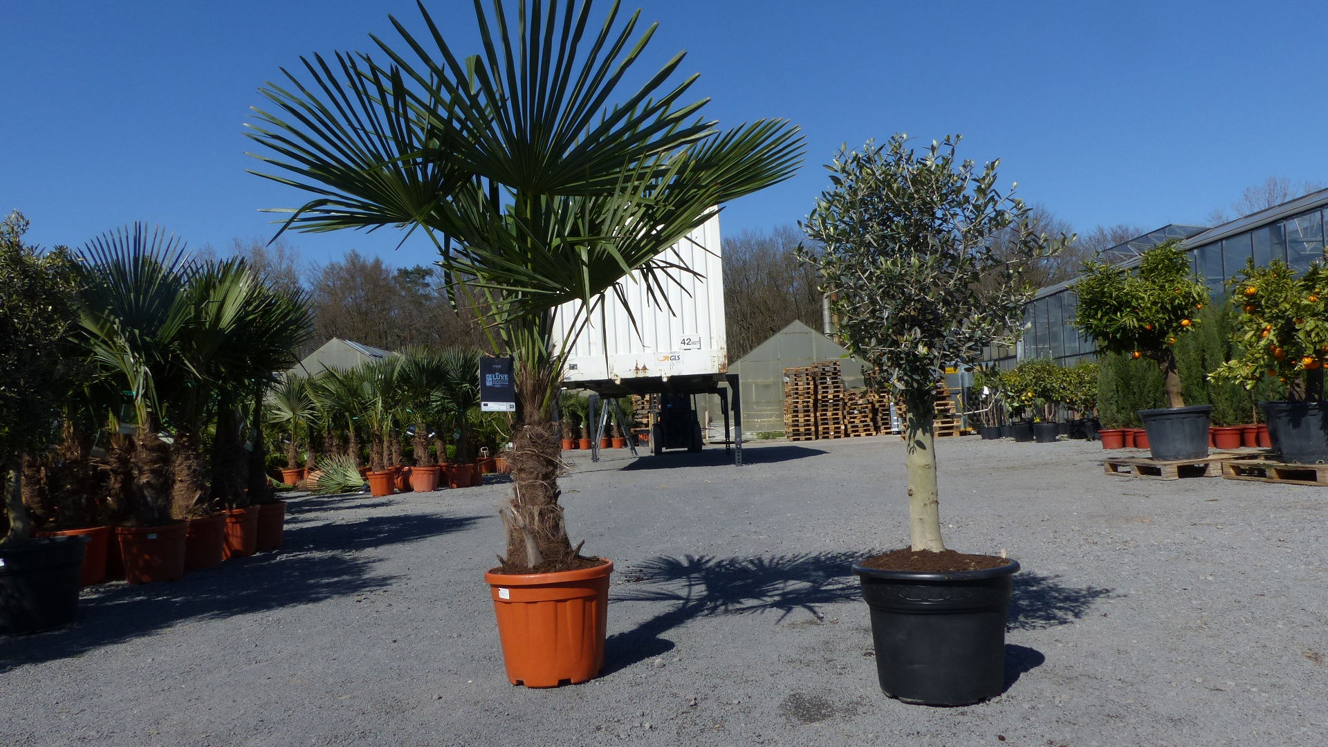 Olivenbaum + XXL Palme im Set, beste Qualität, winterhart, Trachycarpus Olive