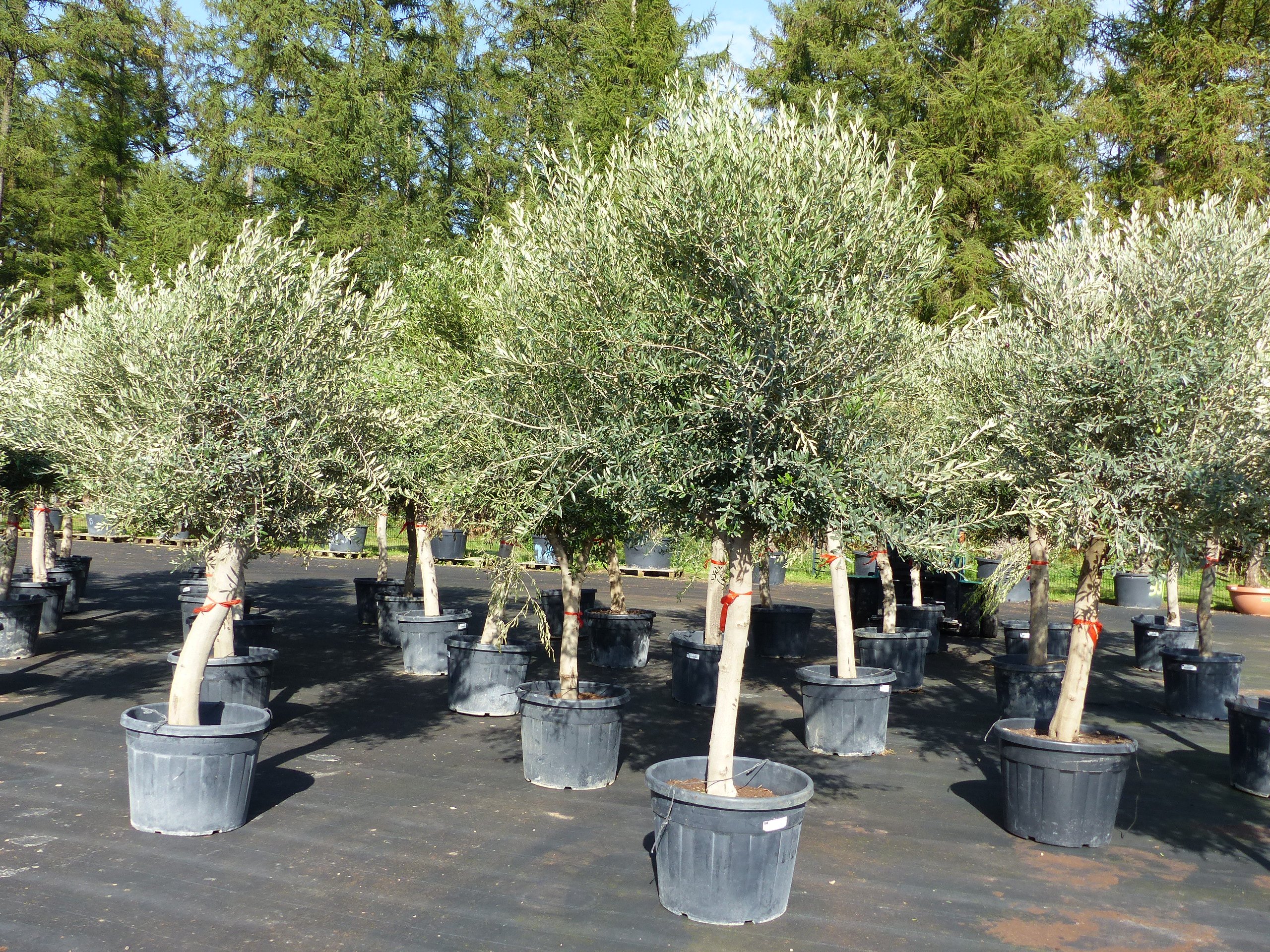  2er Set Olivenbaum im 90L Topf, 190 - 200 cm knorrige urige Olive, winterhart, Olea Europaea