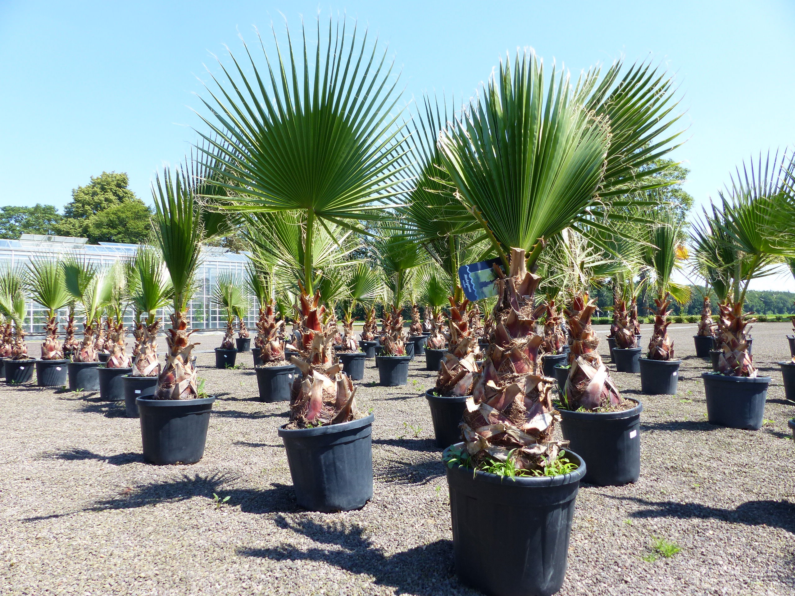 Washingtonia Robusta 130 - 150 cm, XL Stammumfang 60 - 80 cm Petticoat Palme winterhart