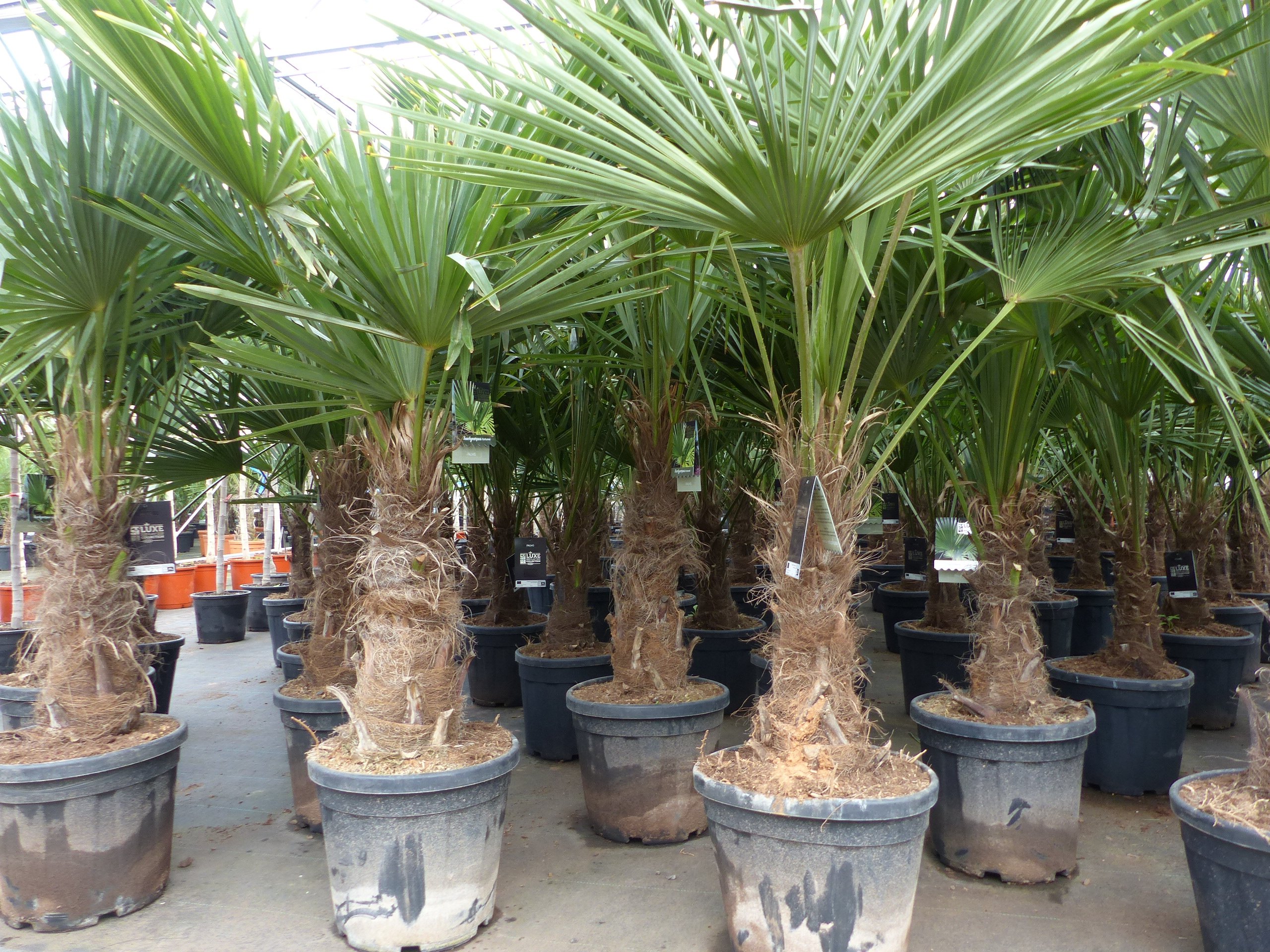 XL Stämme Palme winterhart 150-180 cm Trachycarpus fortunei, Hanfpalme, Top-Qualität