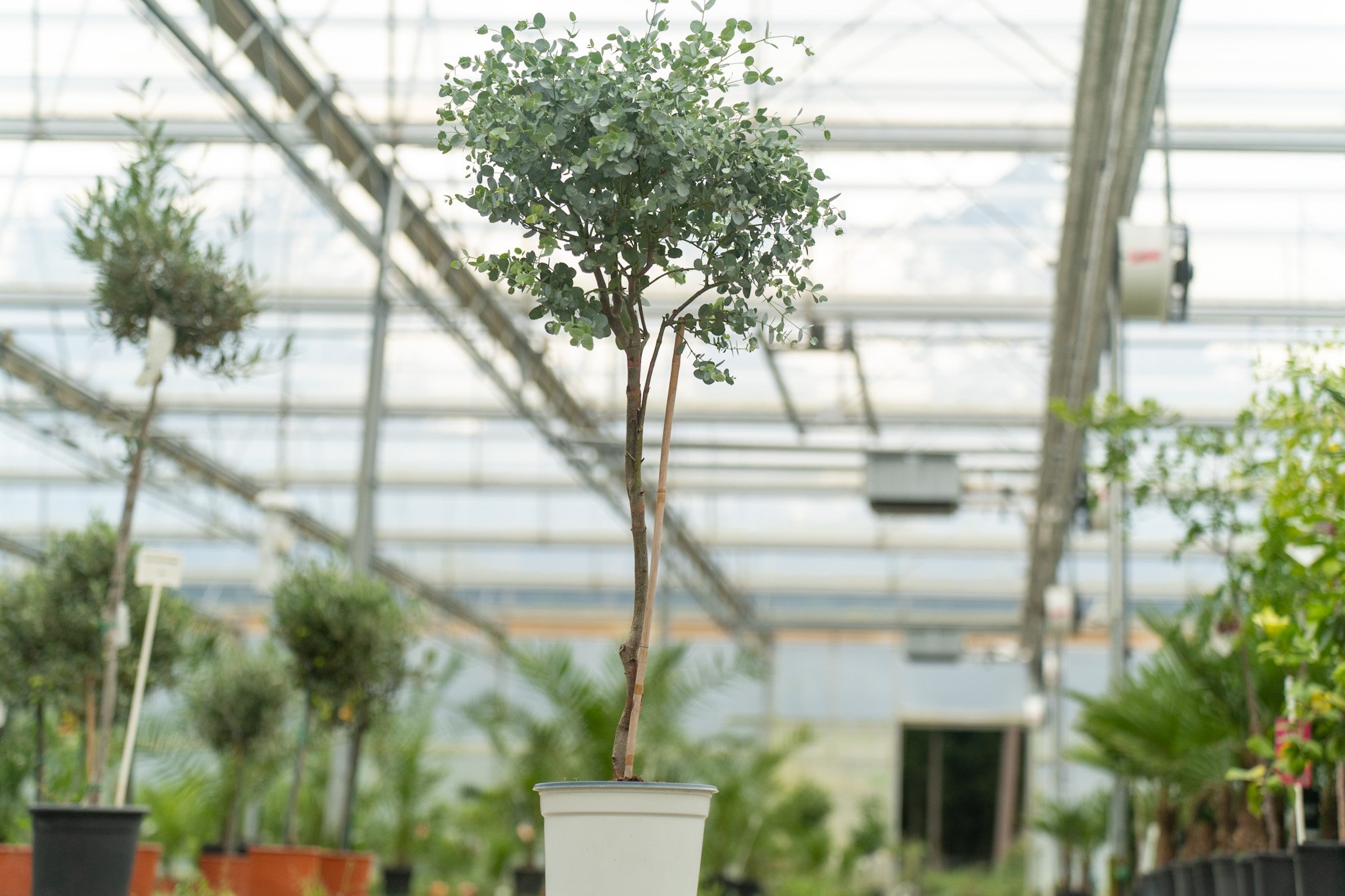 Eucalyptus Gunni Stamm Eukalyptusbaum, 110 - 120 cm, Pflanze winterhart