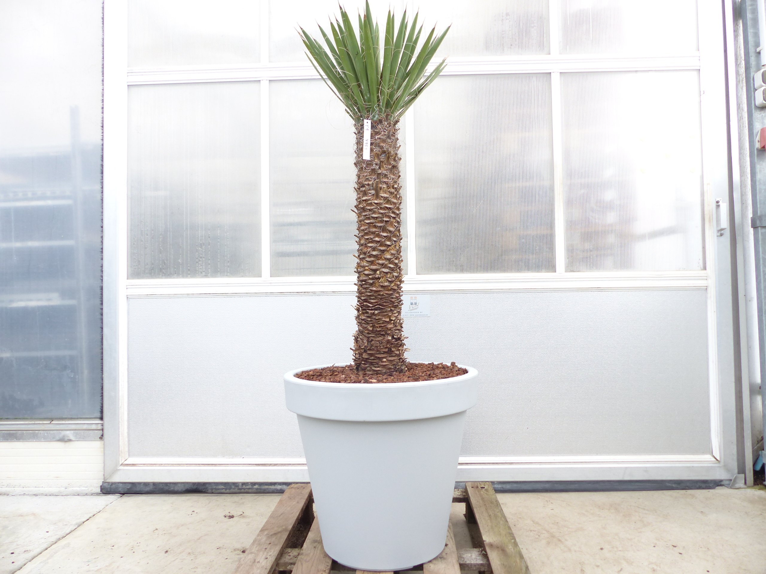 Yucca Filifera, 158 cm Stamm 78 cm Tambasi Yucca, winterhart -13 Grad