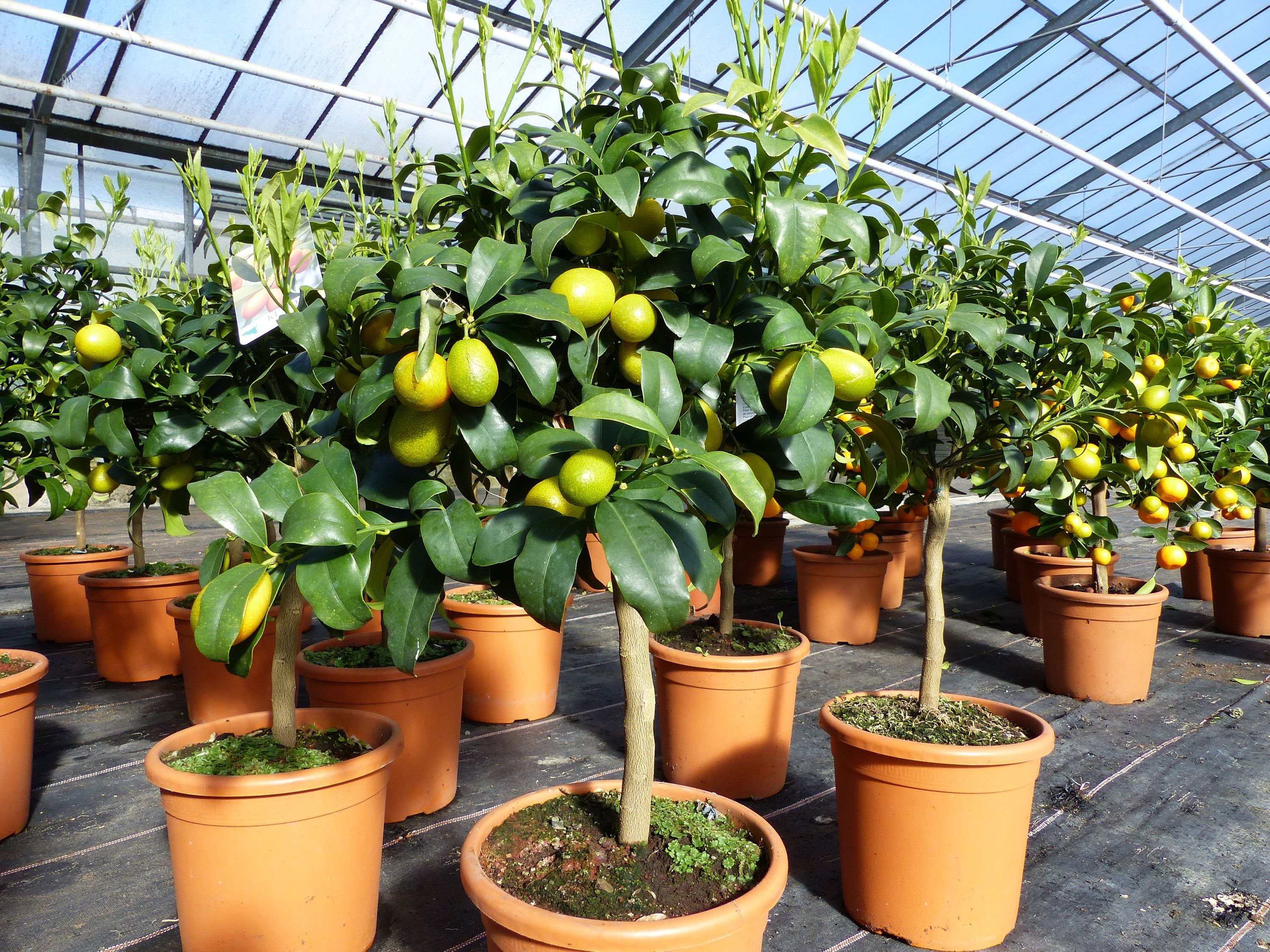 Kumquat Zwergorange Fortunella margarita Citrus Zitrus 60 - 80 cm Zitruspflanze Baum Pflanze