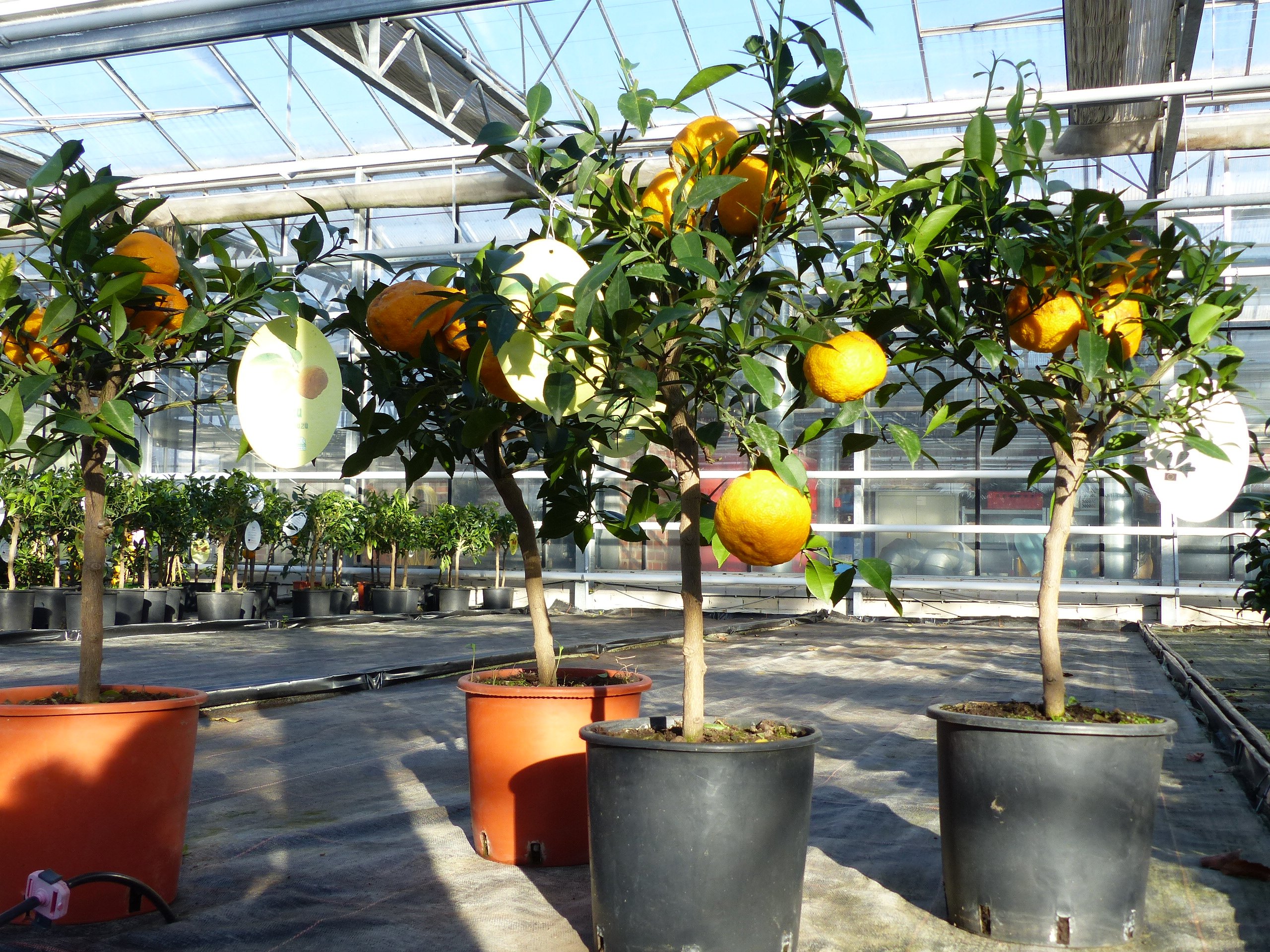 Citrus Yuzu 70 - 80 cm, Zitronenbaum Zitrone, japanische Zitrone, winterhart