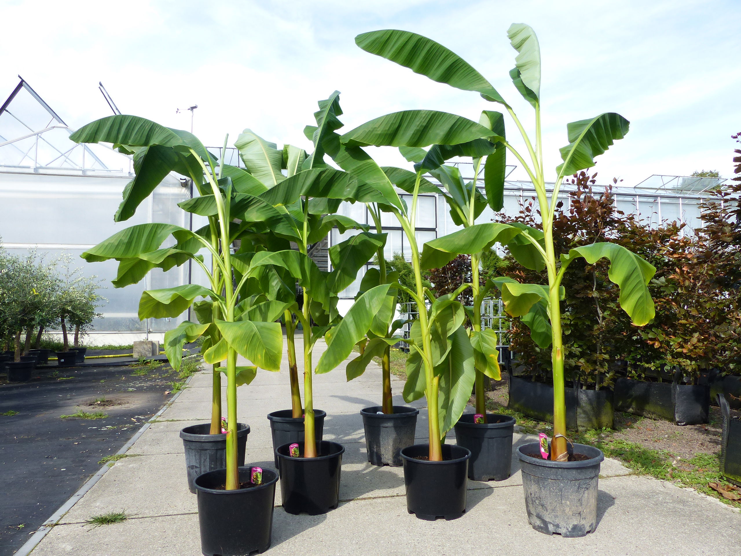 8 Stück Bananenstaude Banane Musa Basjoo 230 cm winterhart Staude japanische Faserbanane