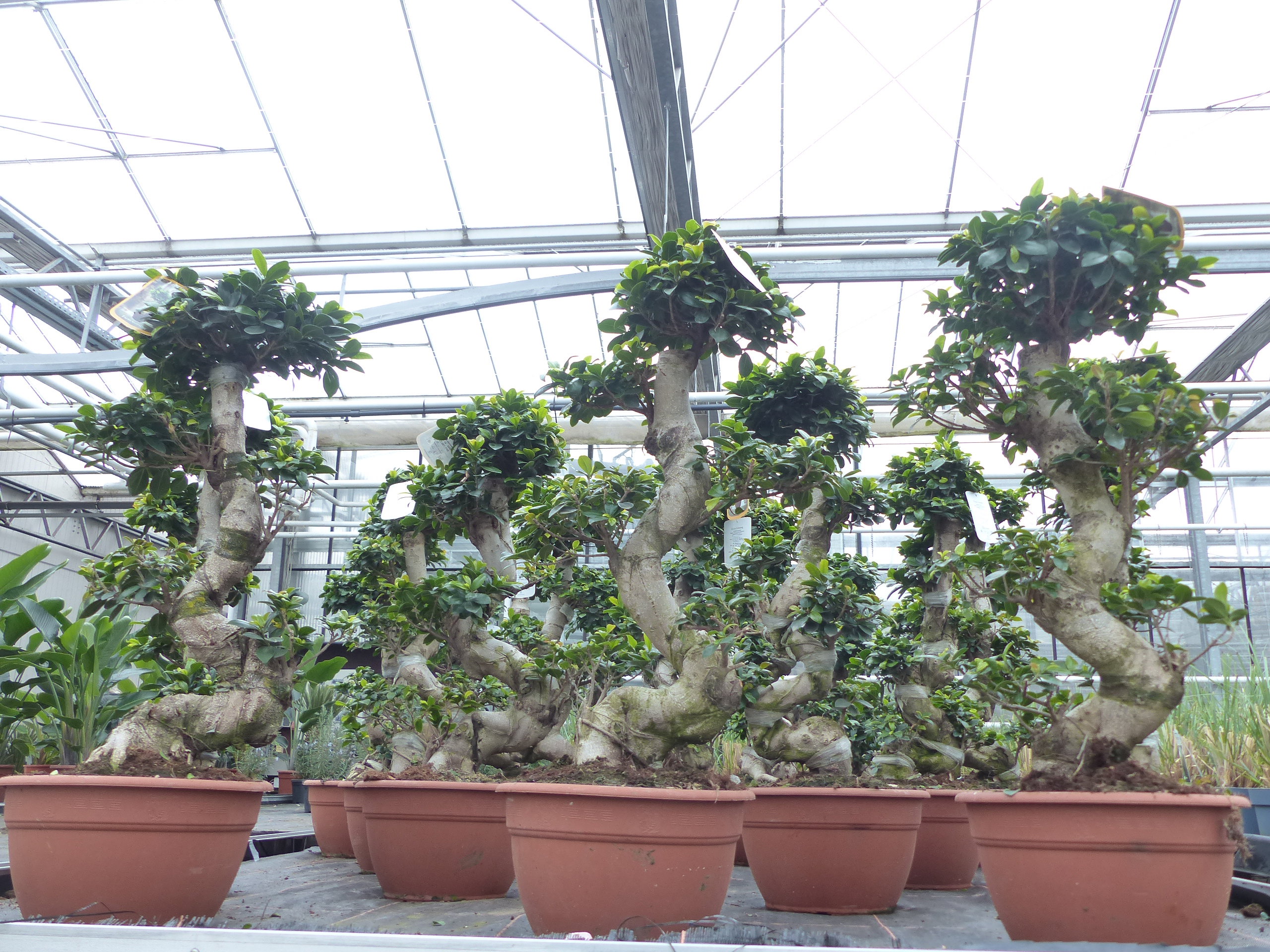 Ficus Ginseng Bonsai 85 - 95 cm Feng Shui Zimmerpflanze in Bonsaischale