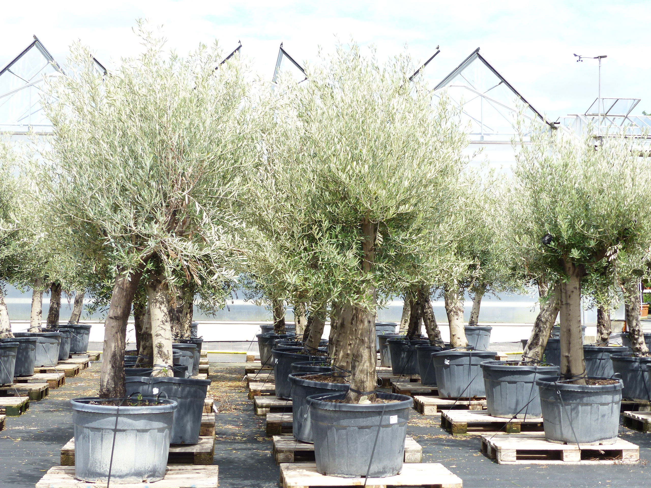 Premium Olivenbaum 250 cm buschige Krone, winterharte Olive, Olea europaea