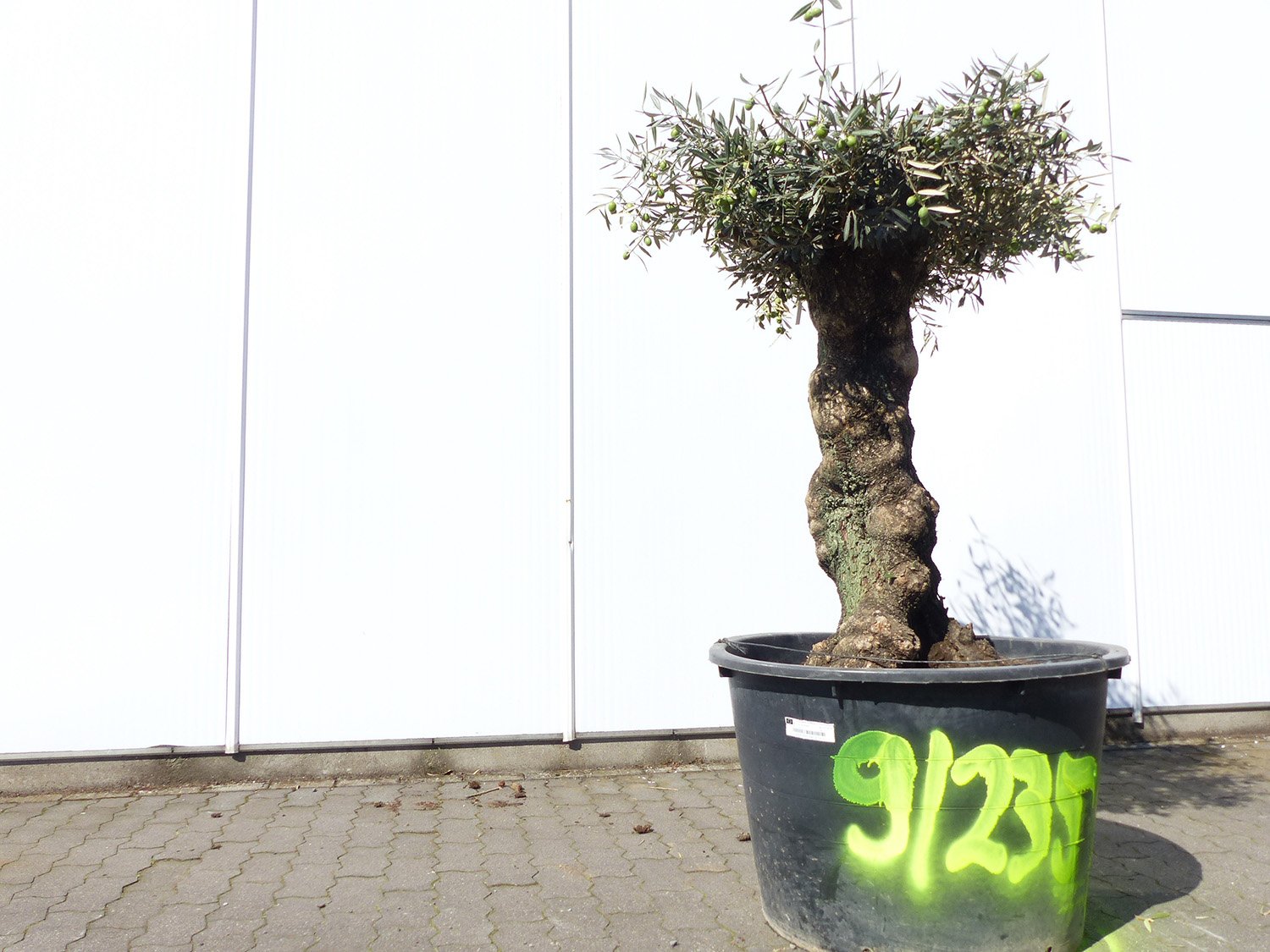 exakt dieser Baum Nr. 9|235, 163 cm, Olivenbaum, knorrige alte urige Olive winterhart