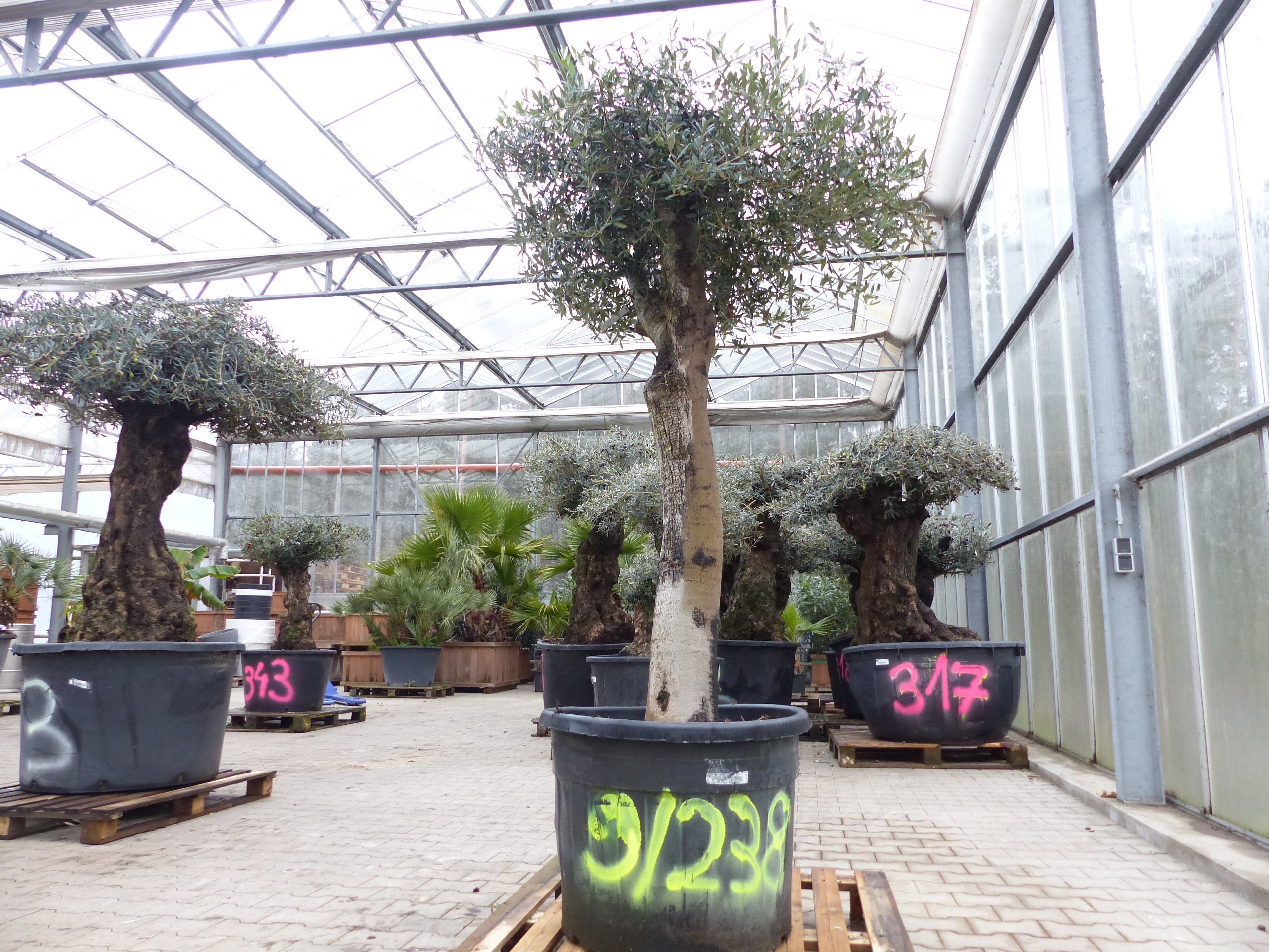 exakt dieser Baum Nr. 9|238, 210 cm, Olivenbaum, knorrige alte urige Olive winterhart