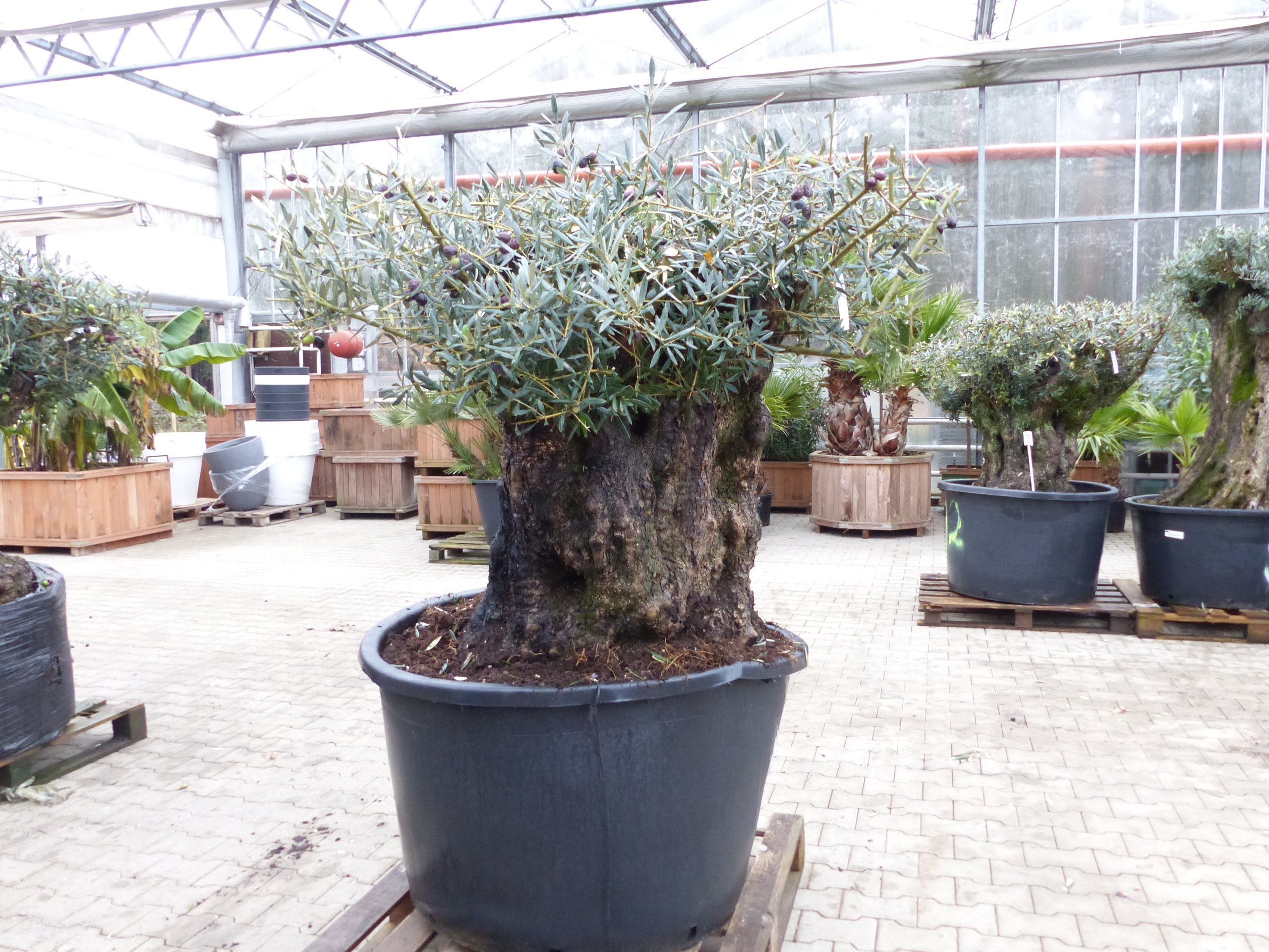 exakt dieser Baum Nr. 318, 180 cm, Olivenbaum, Bonsai, knorrige alte urige Olive winterhart