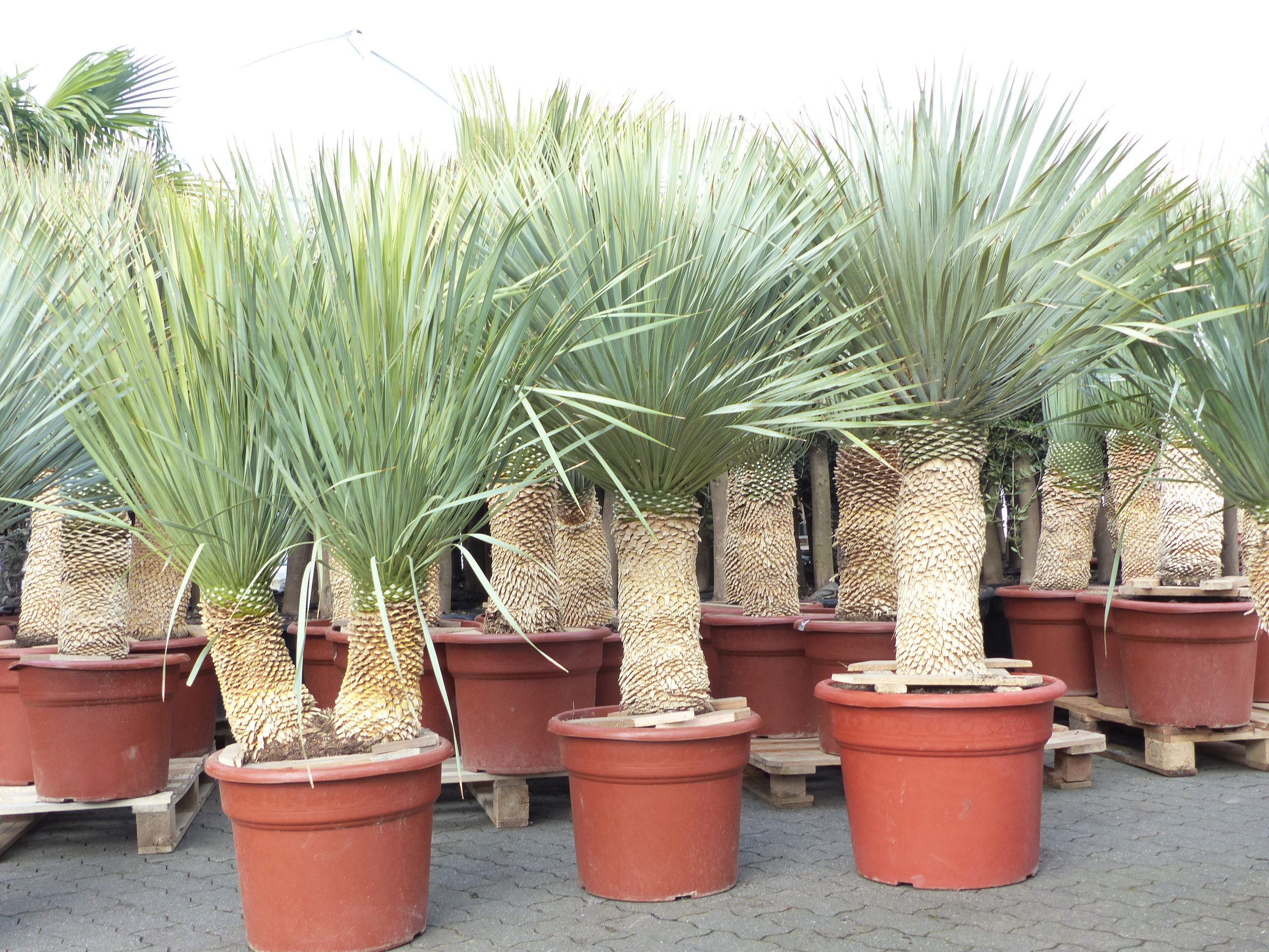 Yucca Rostrata 2 stämmig / Köpfe Palme 160 - 180 cm, Stamm 40 - 60 cm winterhart 