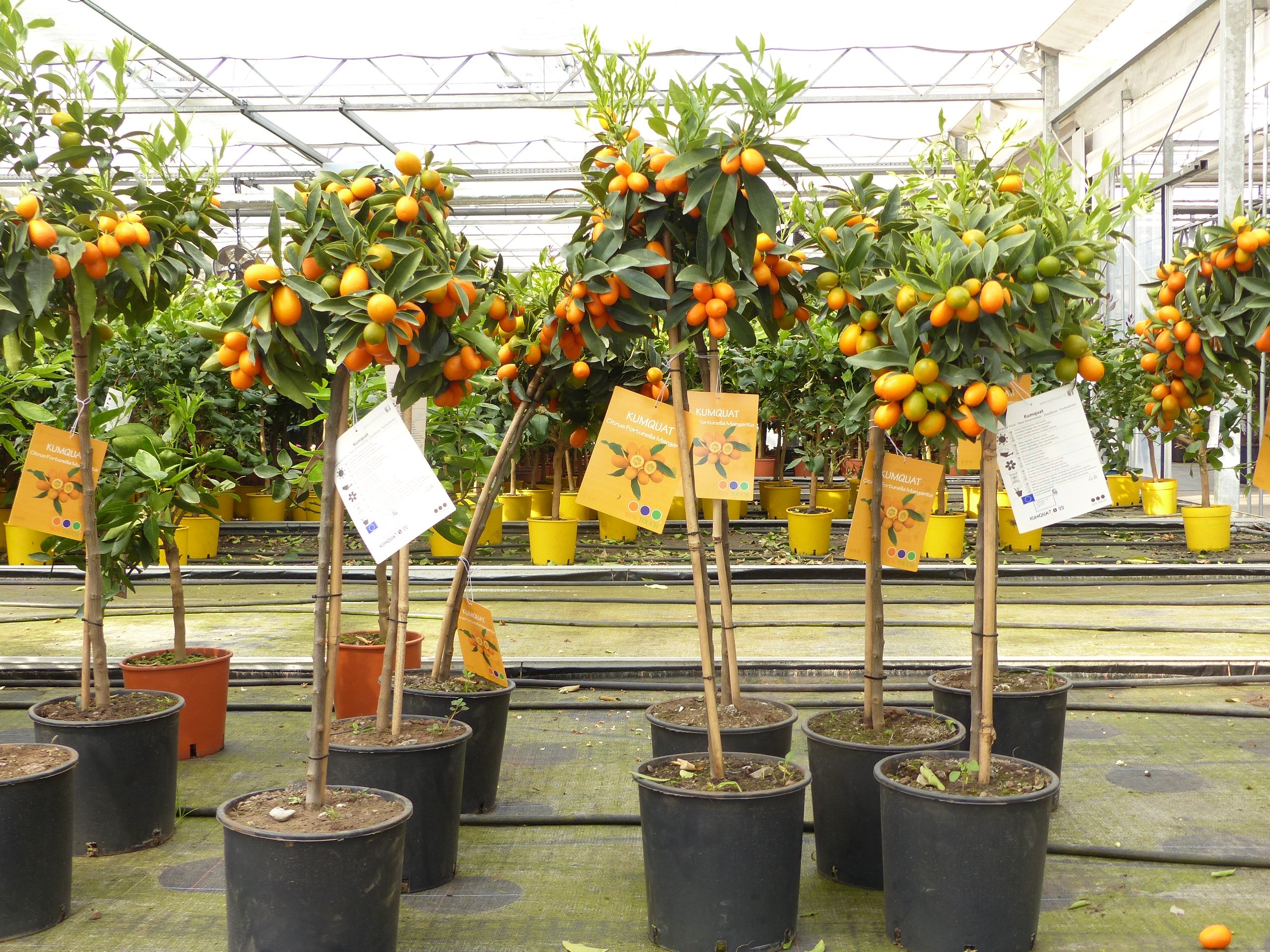 Kumquat Zwergorange Fortunella margarita Citrus Zitrus 100 - 120 cm Zitruspflanze Baum Pflanze Stamm