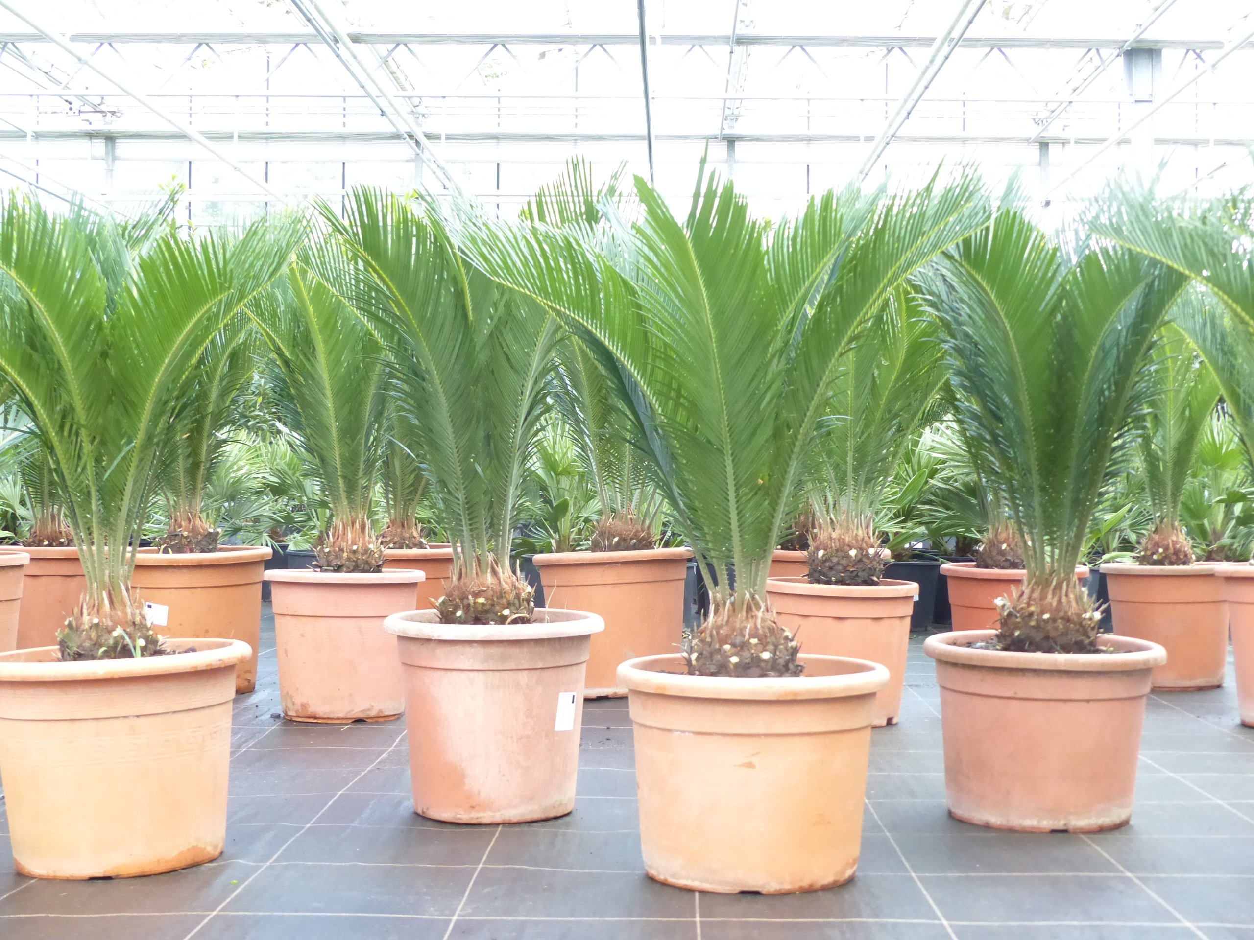 Palmfarn 80 - 100 cm Cycas Revoluta Sagopalme Palme, innen + außen, 35 - 45 cm Stammumfang