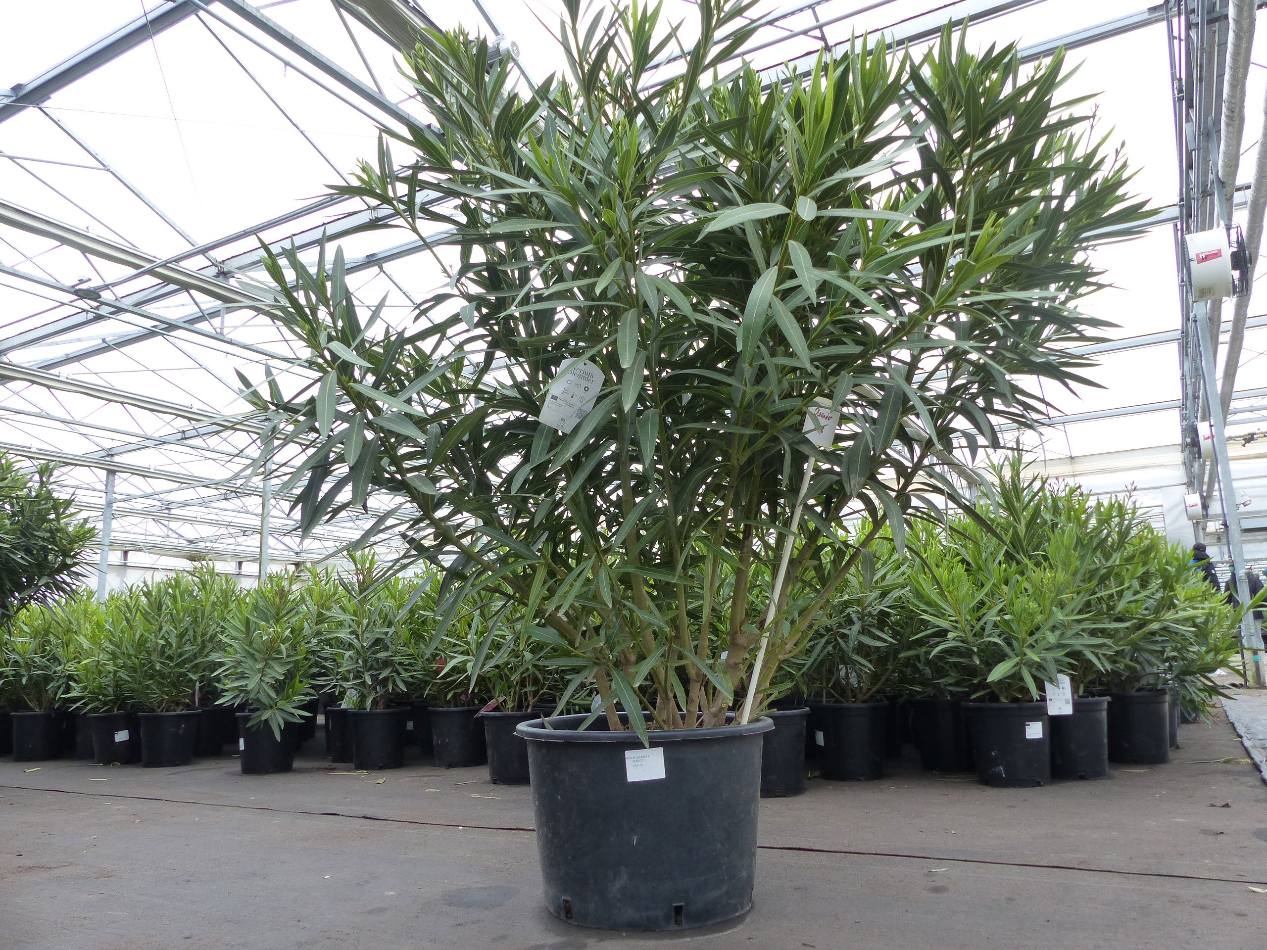 Oleander Premiumqualität 130 - 160 cm Busch Nerium Krone Ø80-120 cm Rosenlorbeer Premium rot, rosa oder weiß