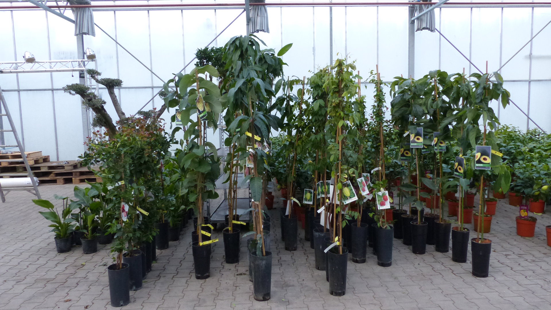 Mango 160 - 180 cm Mangifera indica veredelt Mangobaum tropische Früchte Pflanze