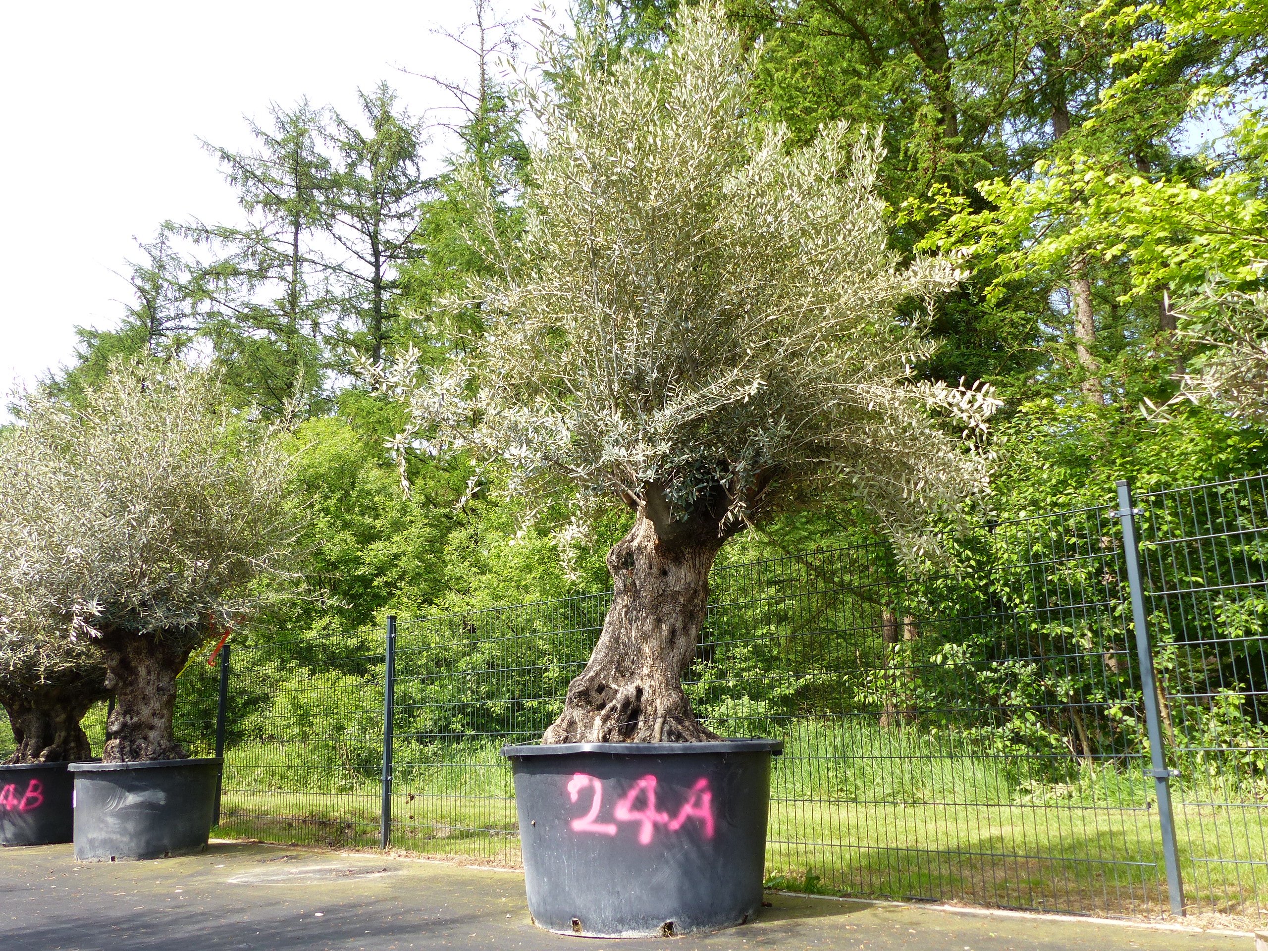 exakt dieser Baum Nr. 24A, 340 cm, Olivenbaum, Bonsai, knorrige alte urige Olive winterhart