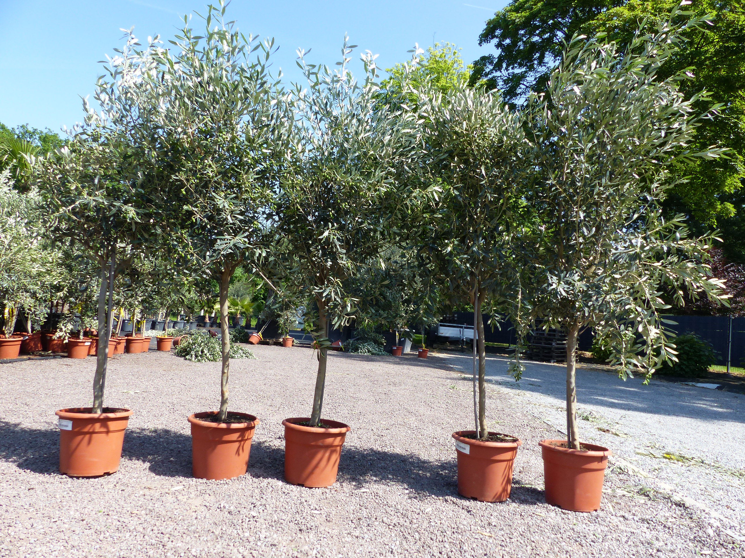 Olivenbaum Stamm Olive 140 - 170 cm hoch, mit Früchten, beste Qualität, Olea Europaea