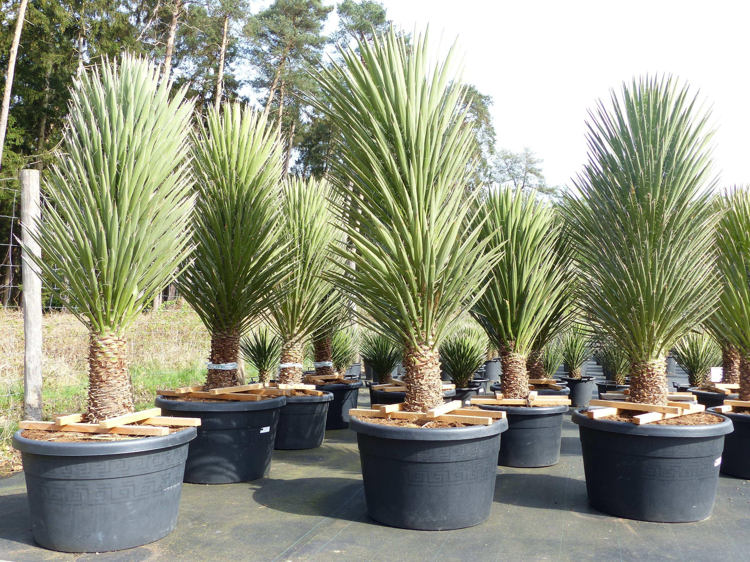 XXXL Yucca Palme Filifera, 230 - 250 cm, Stamm 40 - 50 cm, winterhart -13 Grad