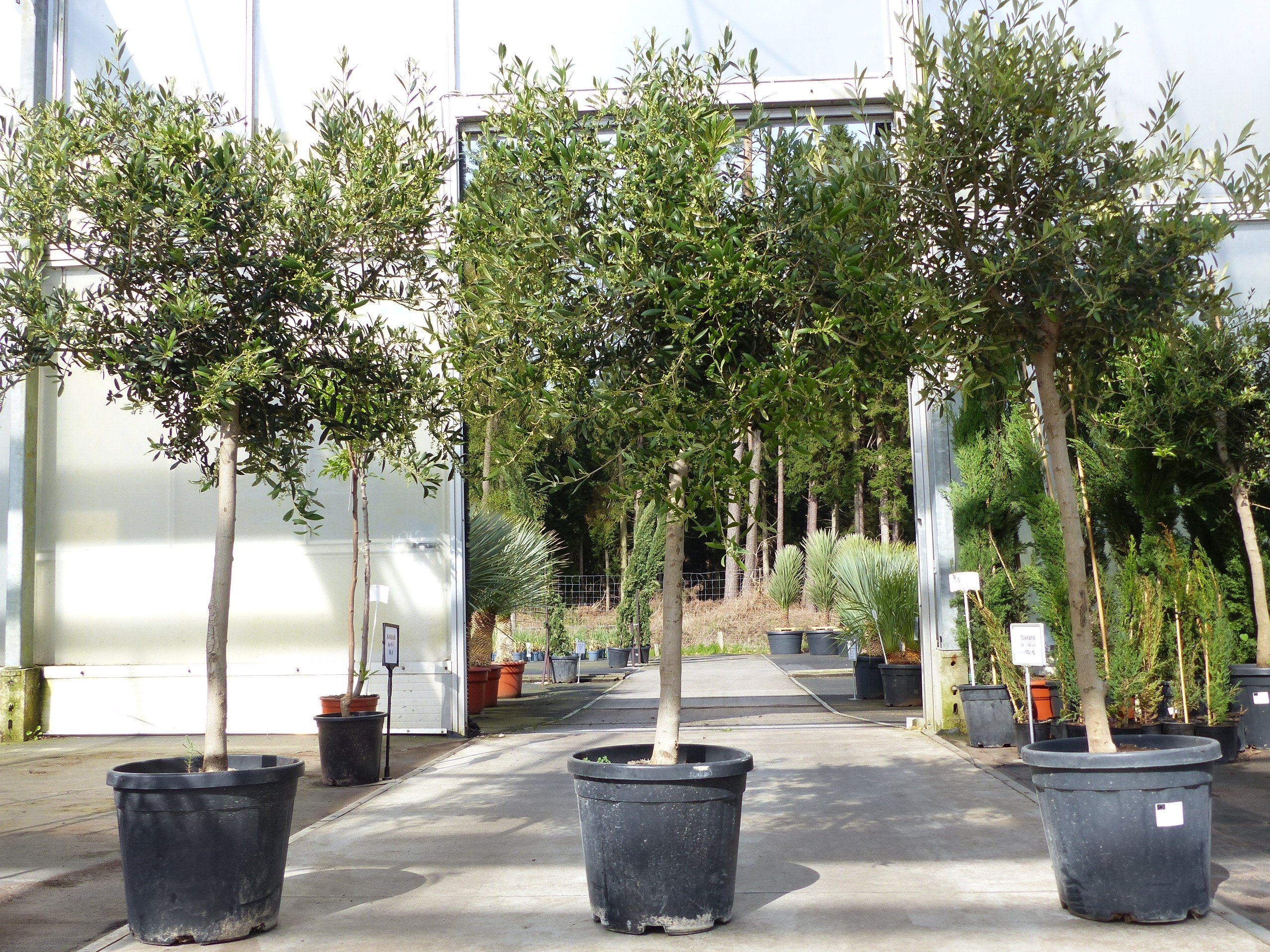 Olivenbaum Olive 170 - 180 cm Hochstamm, beste Qualität, winterhart