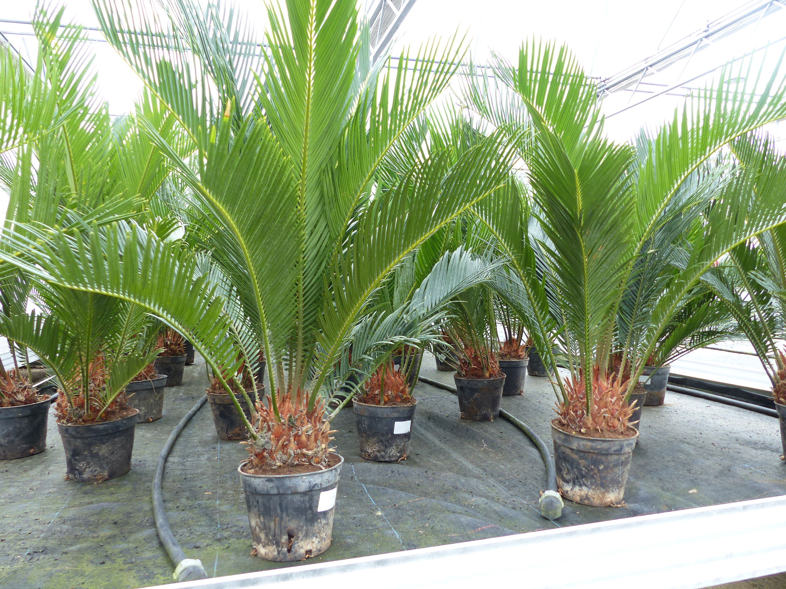 Cycas Revoluta 80 cm Palmfarn Sagopalme Palme, innen + außen