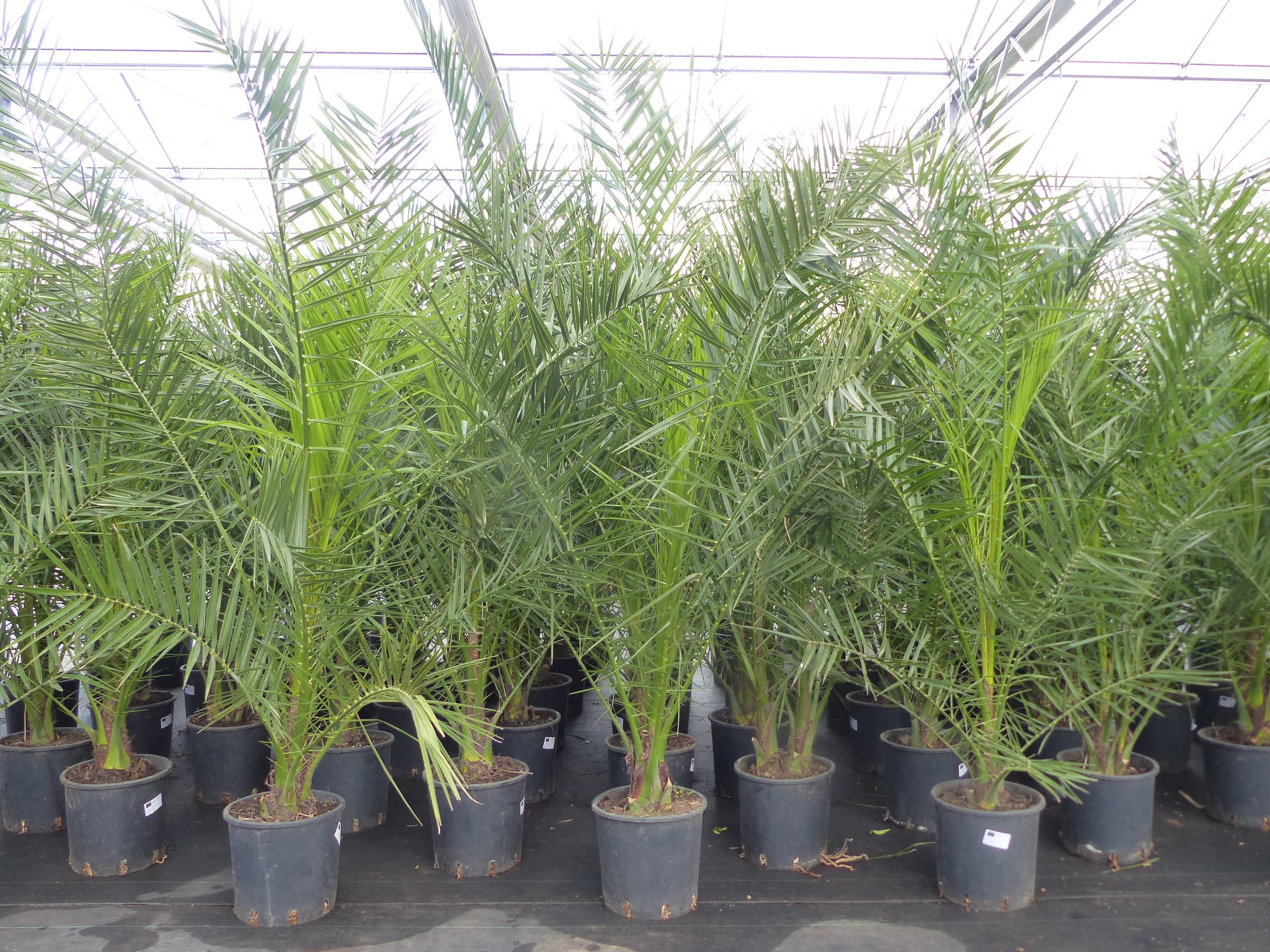 Palme 160 - 180 cm, Phoenix canariensis, kanarische Dattelpalme, kräftige Palmen Premium Qualität