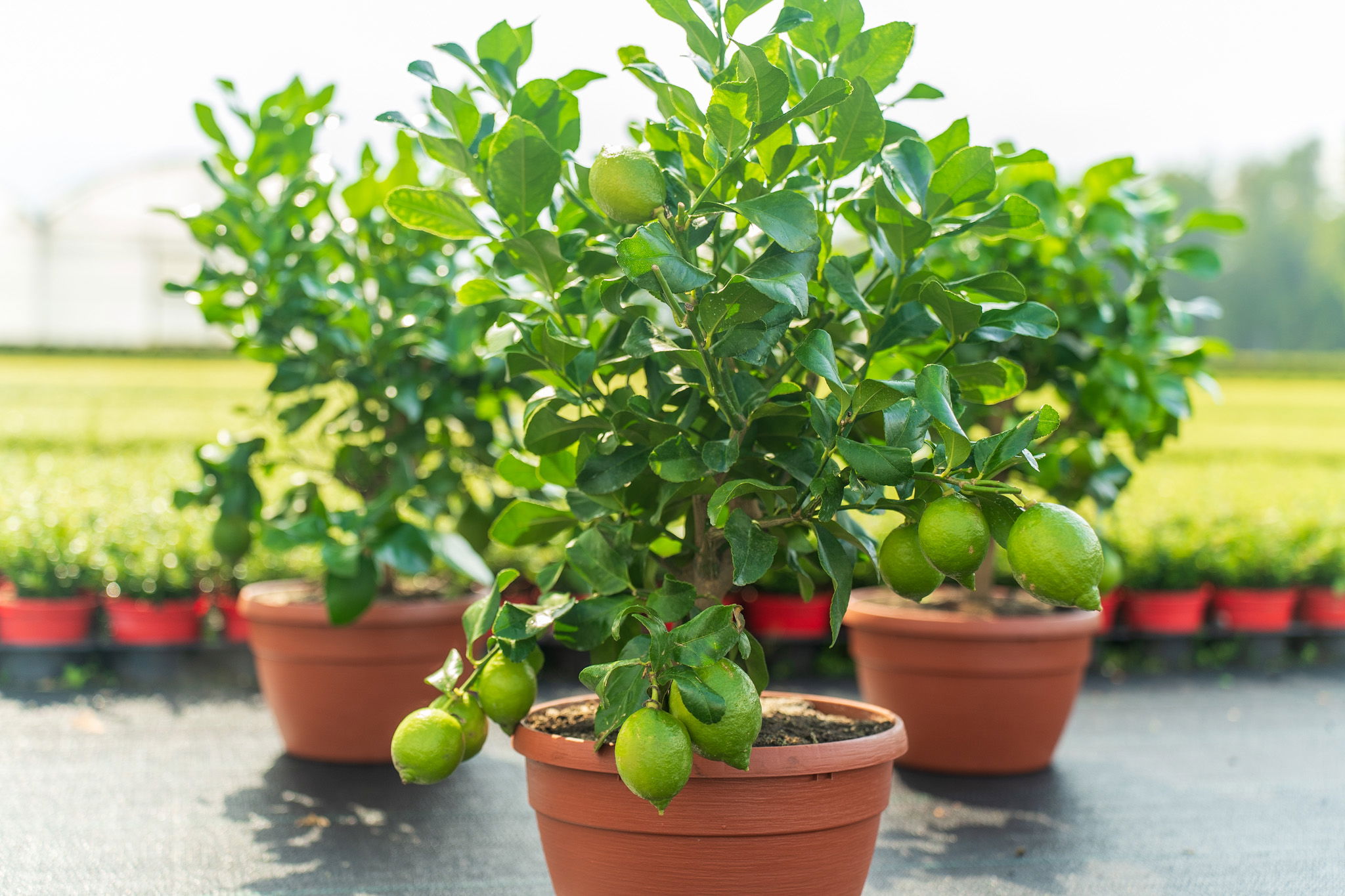 Bonsai echter Zitronenbaum 50 - 60 cm Zitrone Citrus Limon Zitruspflanze