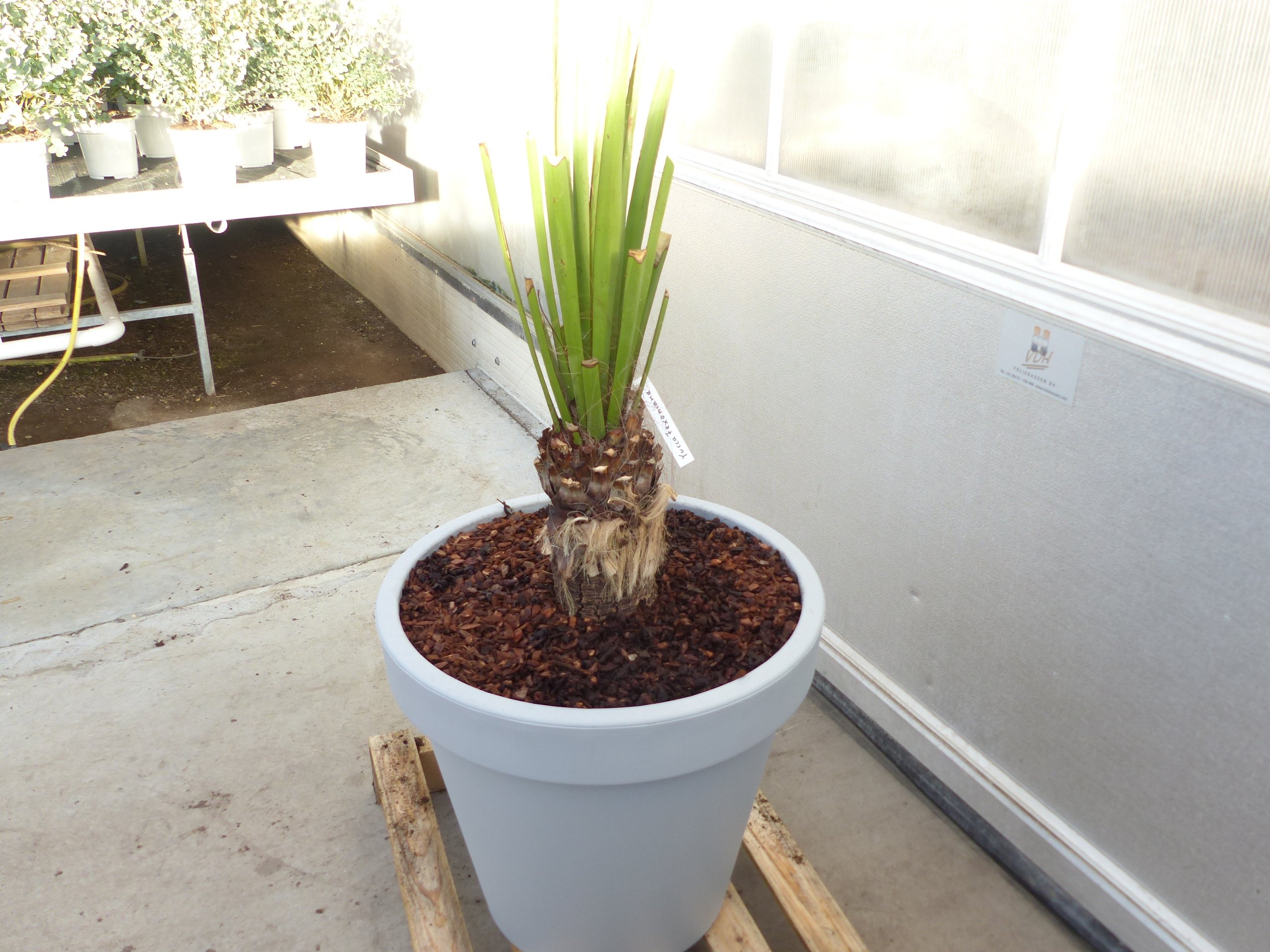 Yucca Faxoniana, 130 cm, Stamm 23 cm, Faxon Yucca, Palmilla, winterhart -20C