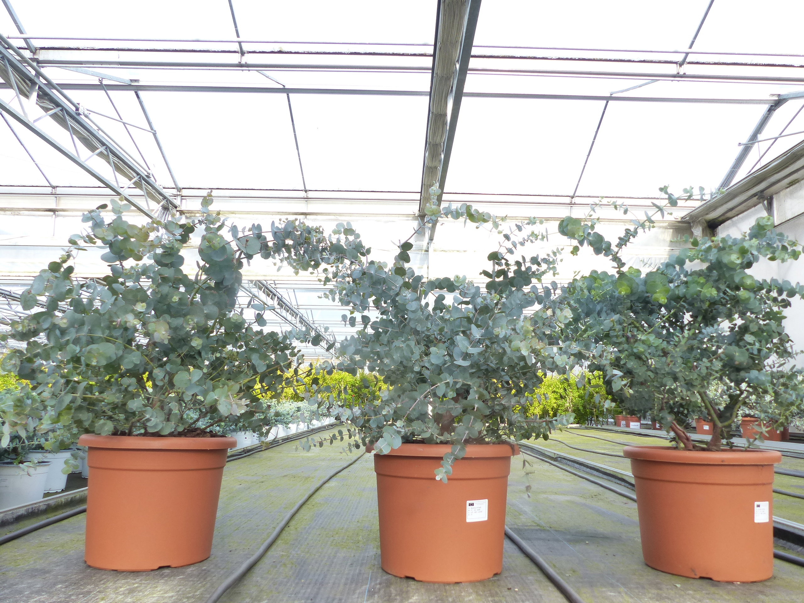 Eucalyptus Cinerea PREMIUM Eukalyptusbaum 70 - 85 cm Pflanze winterhart