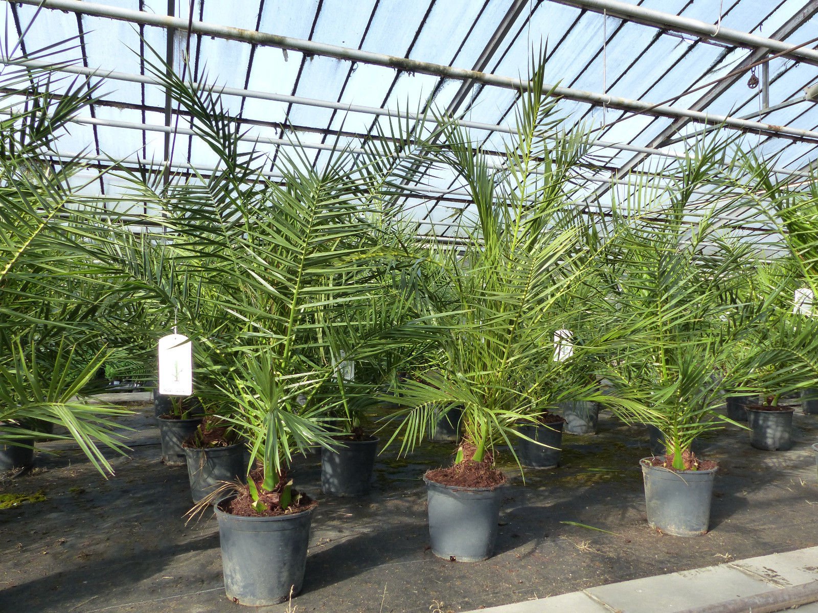 2 Stück Palme 90-120 cm, Phoenix canariensis, kanarische Dattelpalme, kräftige Palmen, keine Jungpflanzen