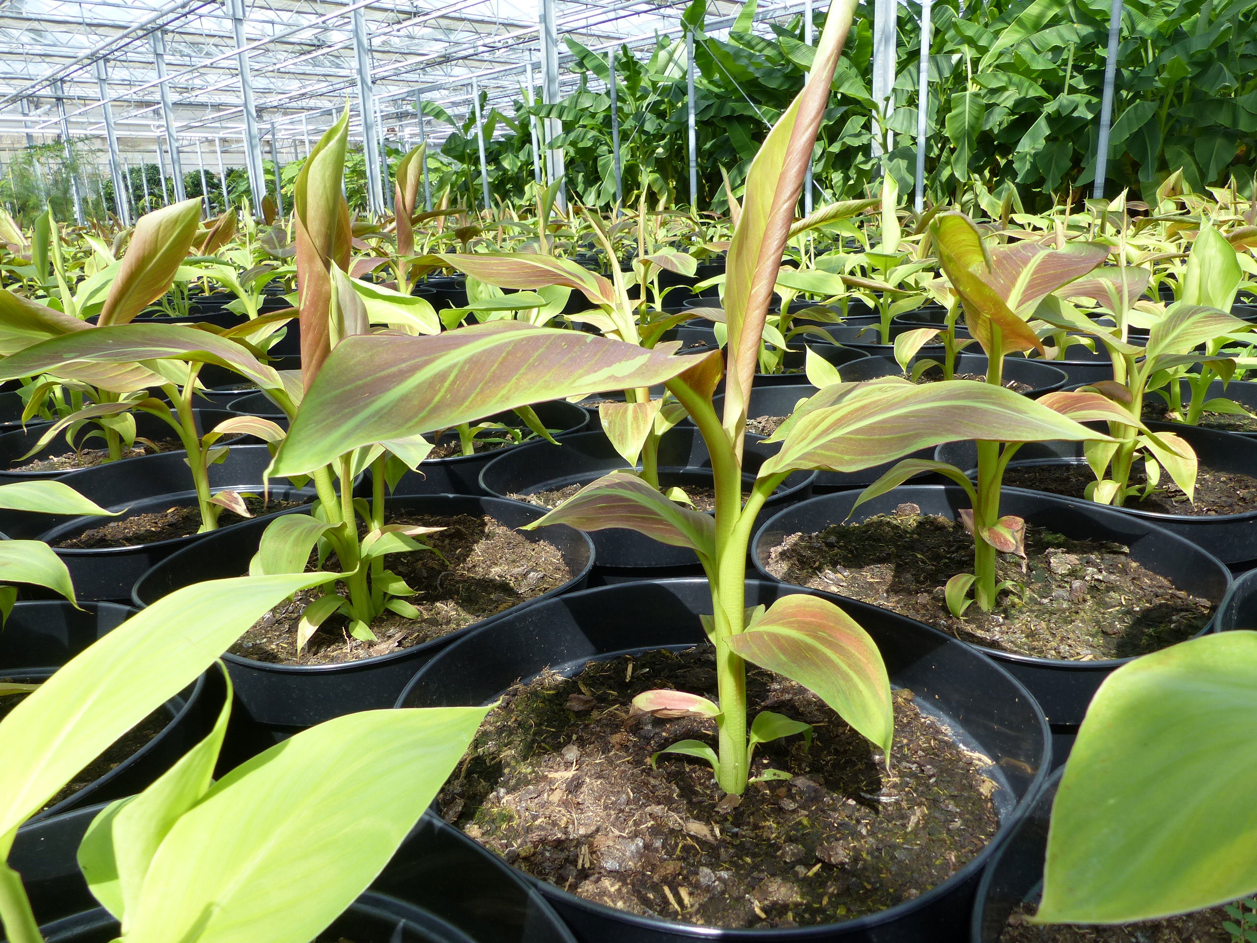 Bananenstaude Banane Musa-acuminata-Siam-Ruby, Banane 40-55 cm, Banane, Staude