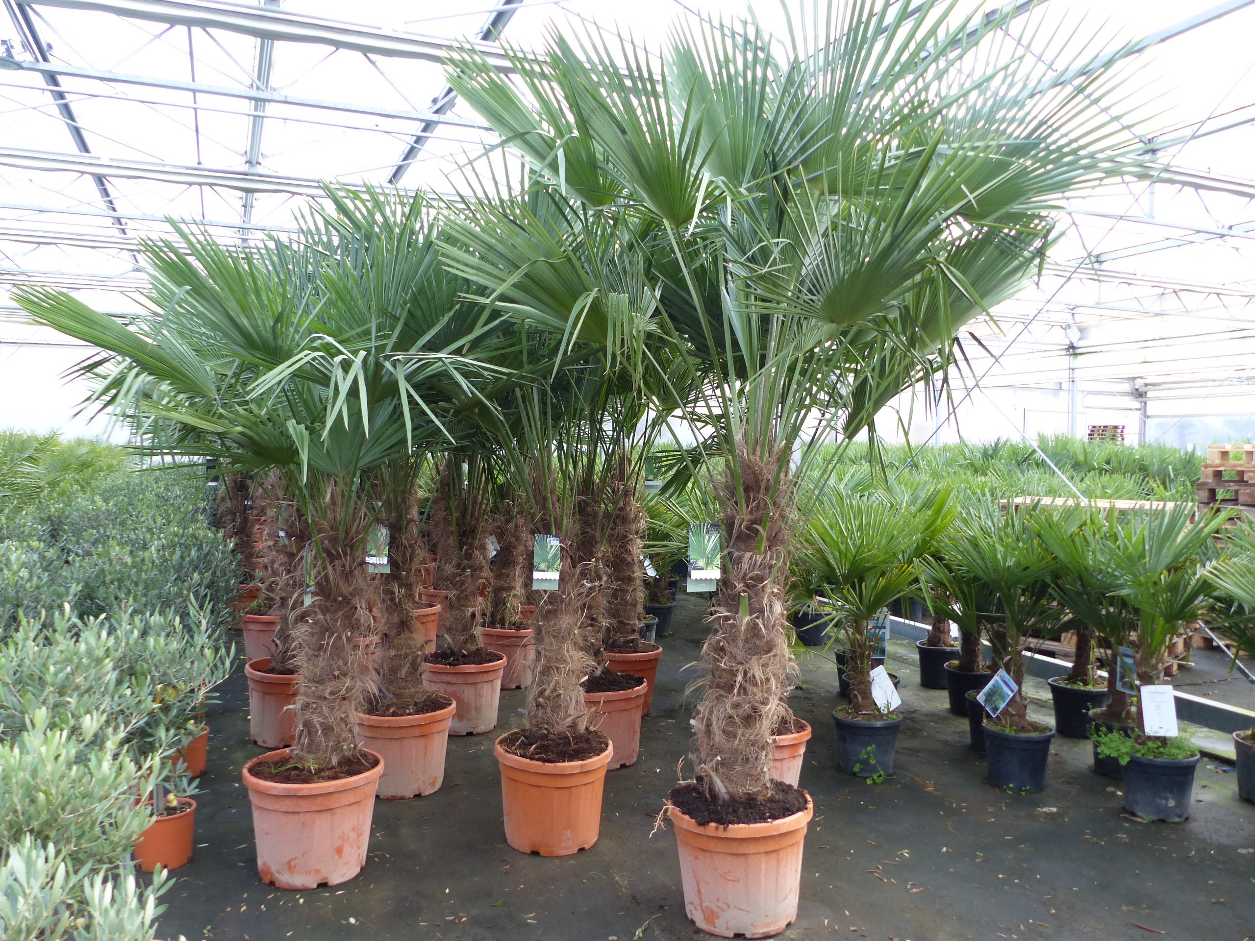 5 Stück 45L Trachycarpus Fortunei Palme, winterhart 220 - 250 cm