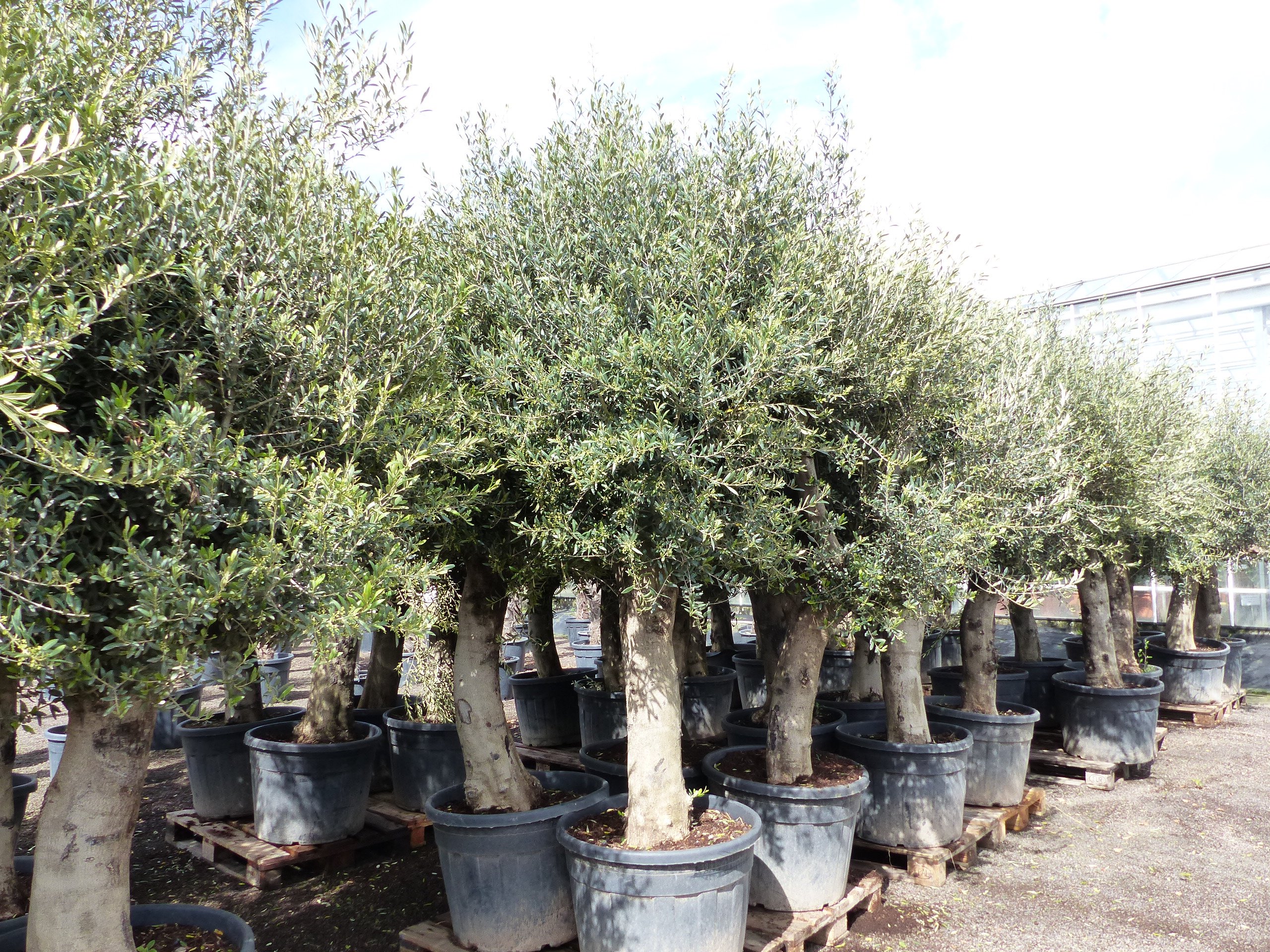 Premium Olivenbaum 220-260 cm buschige Krone, Fruchtstände, winterharte Olive, Olea europaea