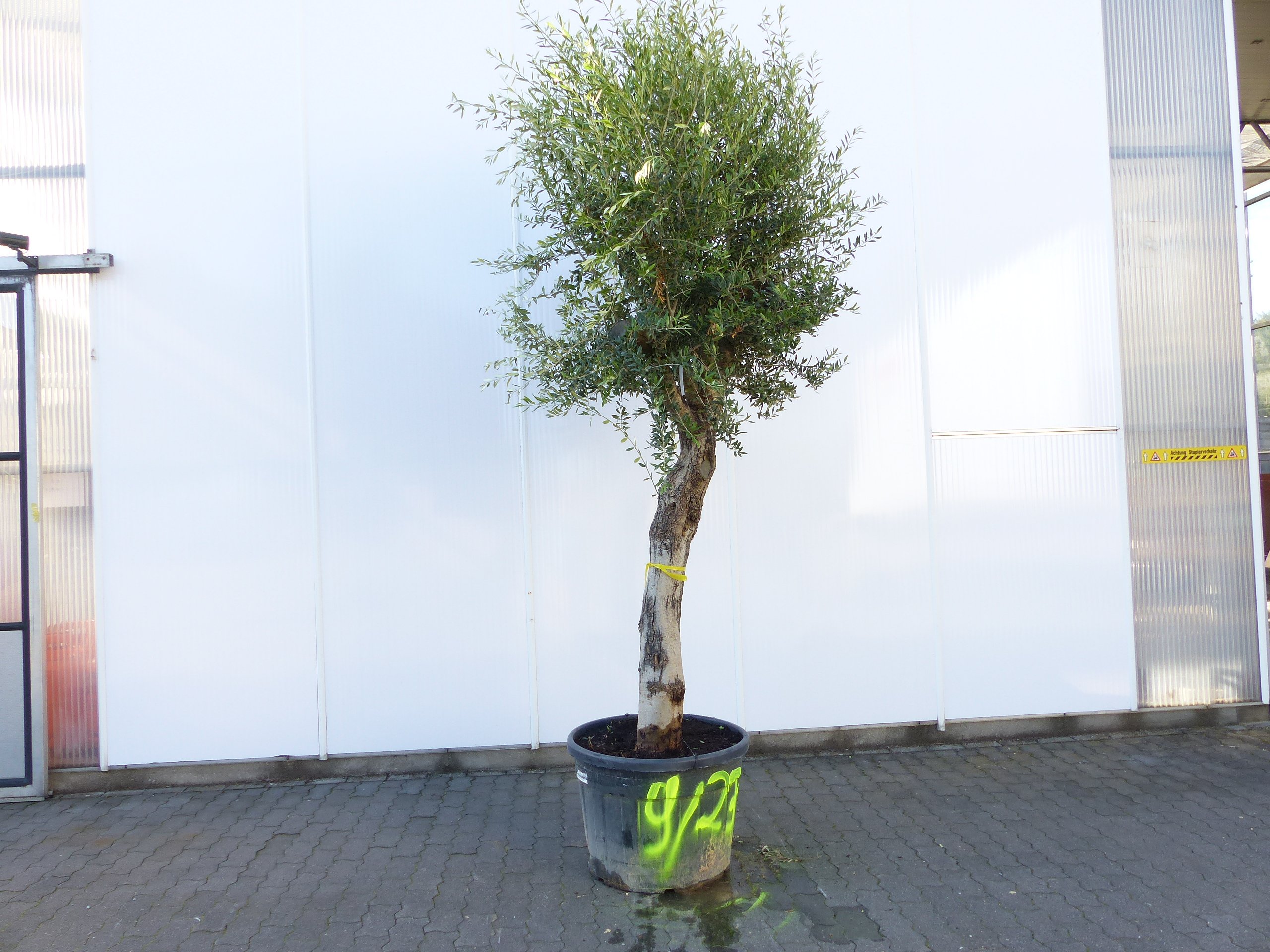 exakt dieser Baum Nr. 9|2312, 240 cm, Olivenbaum, knorrige alte urige Olive winterhart