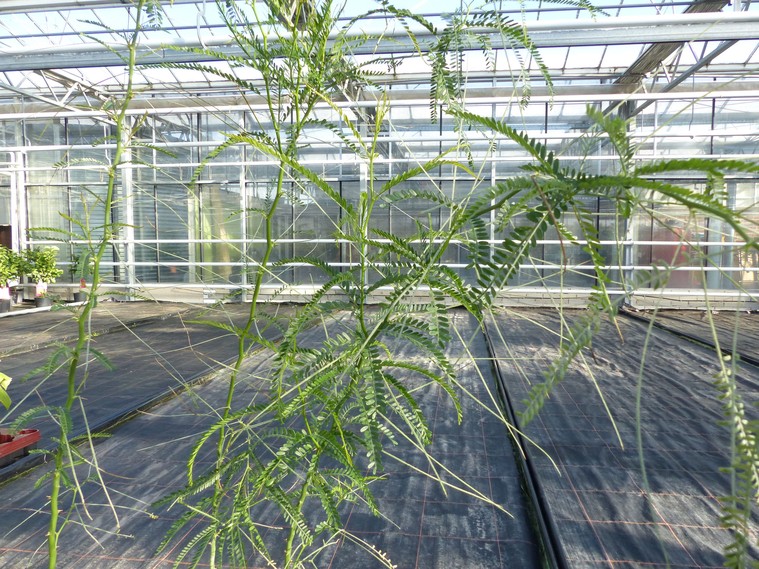 Parkinsonia Aculeata 110 -120 cm, Jerusalemdorn, Johannisbrotgewächse  