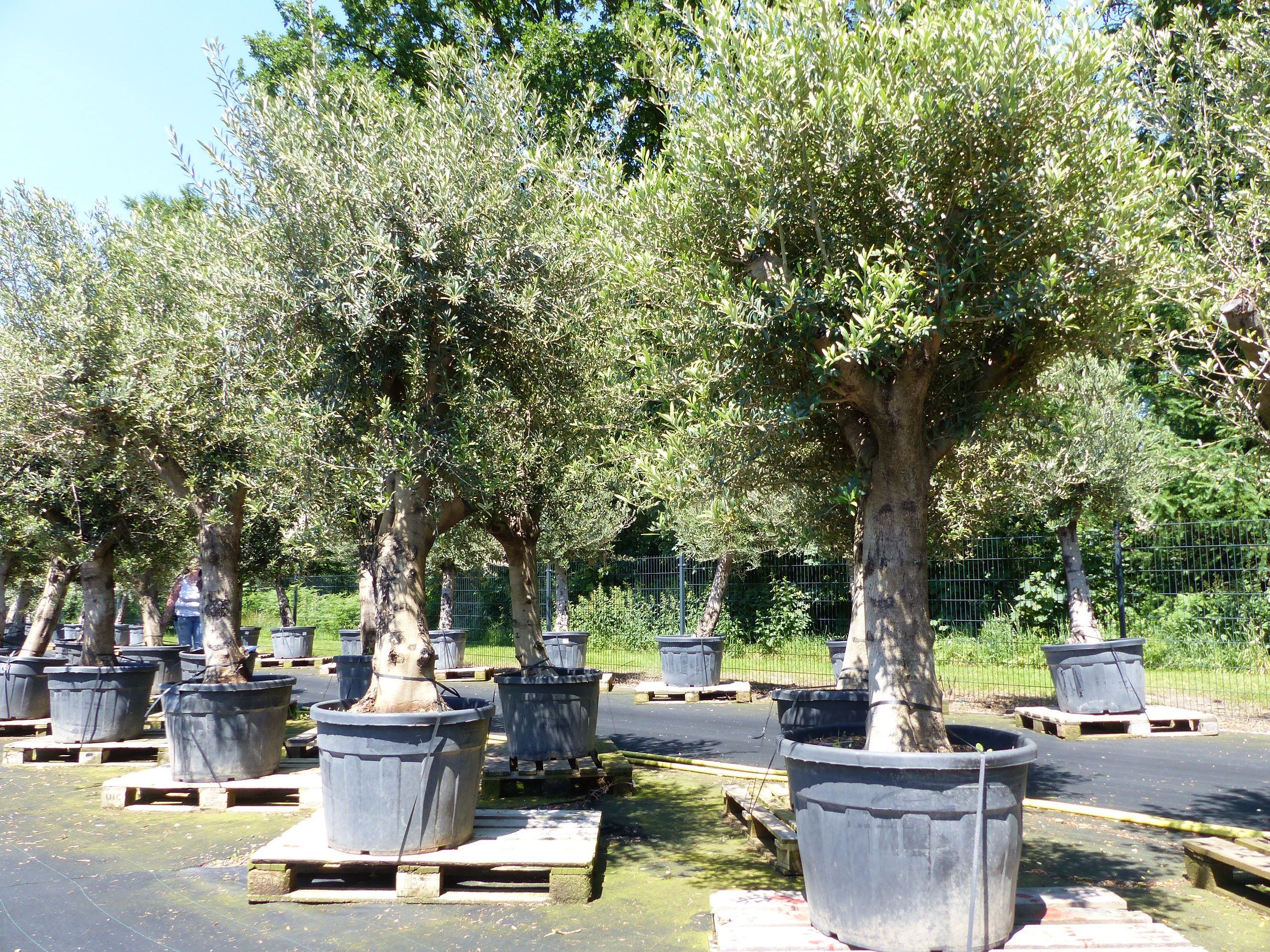 Premium Olivenbaum 220-260 cm buschige Krone, Fruchtstände, winterharte Olive, Olea europaea