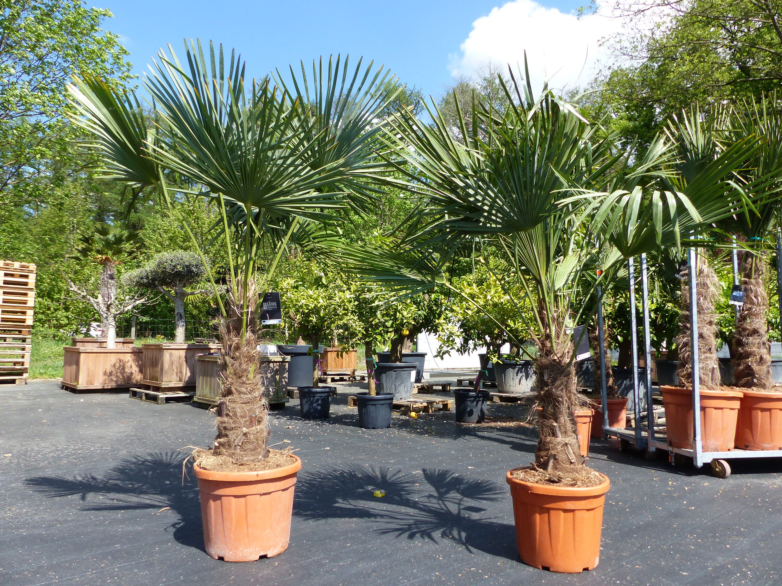 2 Stück im Palmenset Trachycarpus fortunei dicke Stämme 200 cm Hanfpalme, winterharte Palme bis -18°C