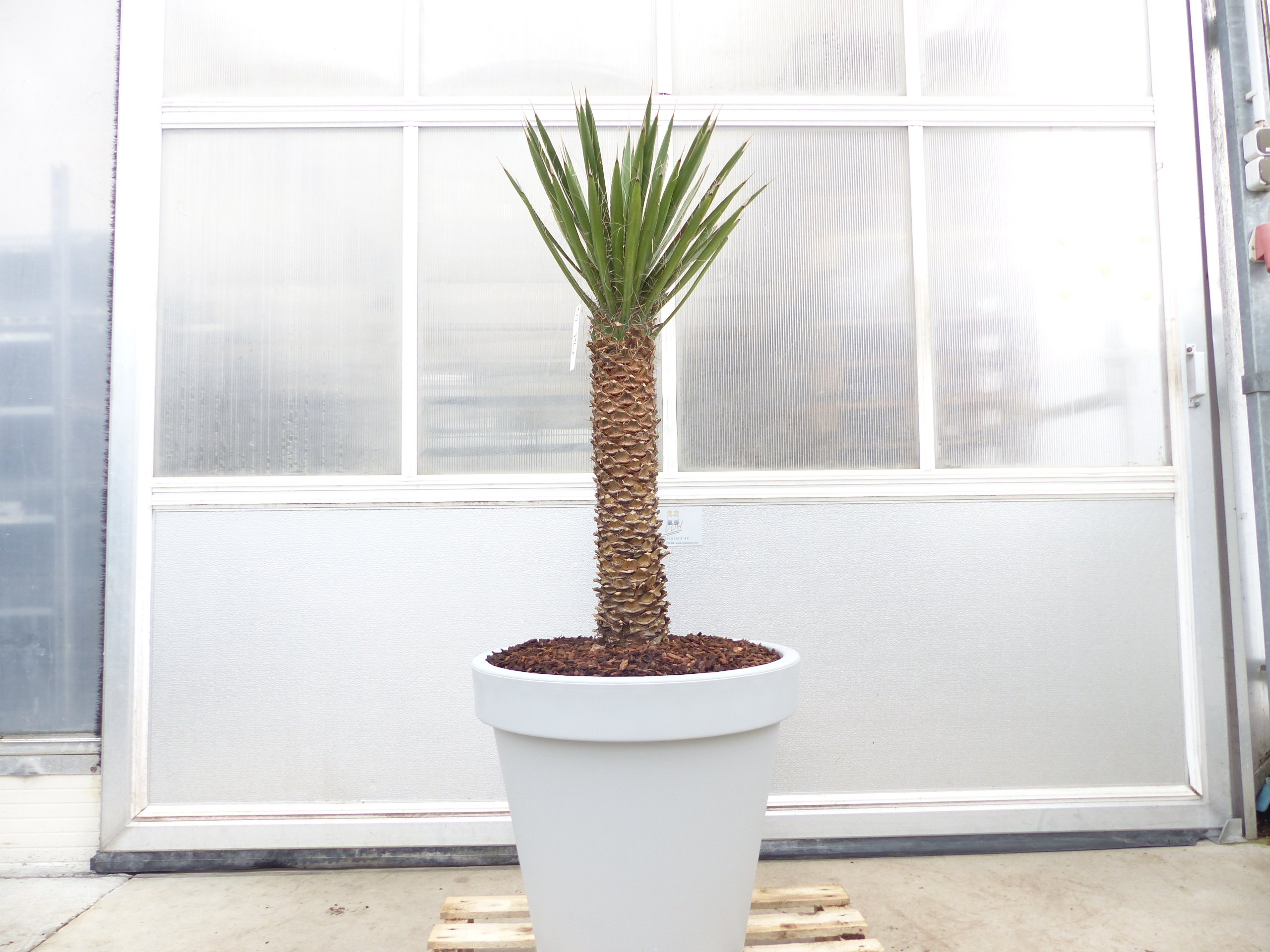 Yucca Filifera, 150 cm Stamm 58 cm Tambasi Yucca, winterhart -13 Grad