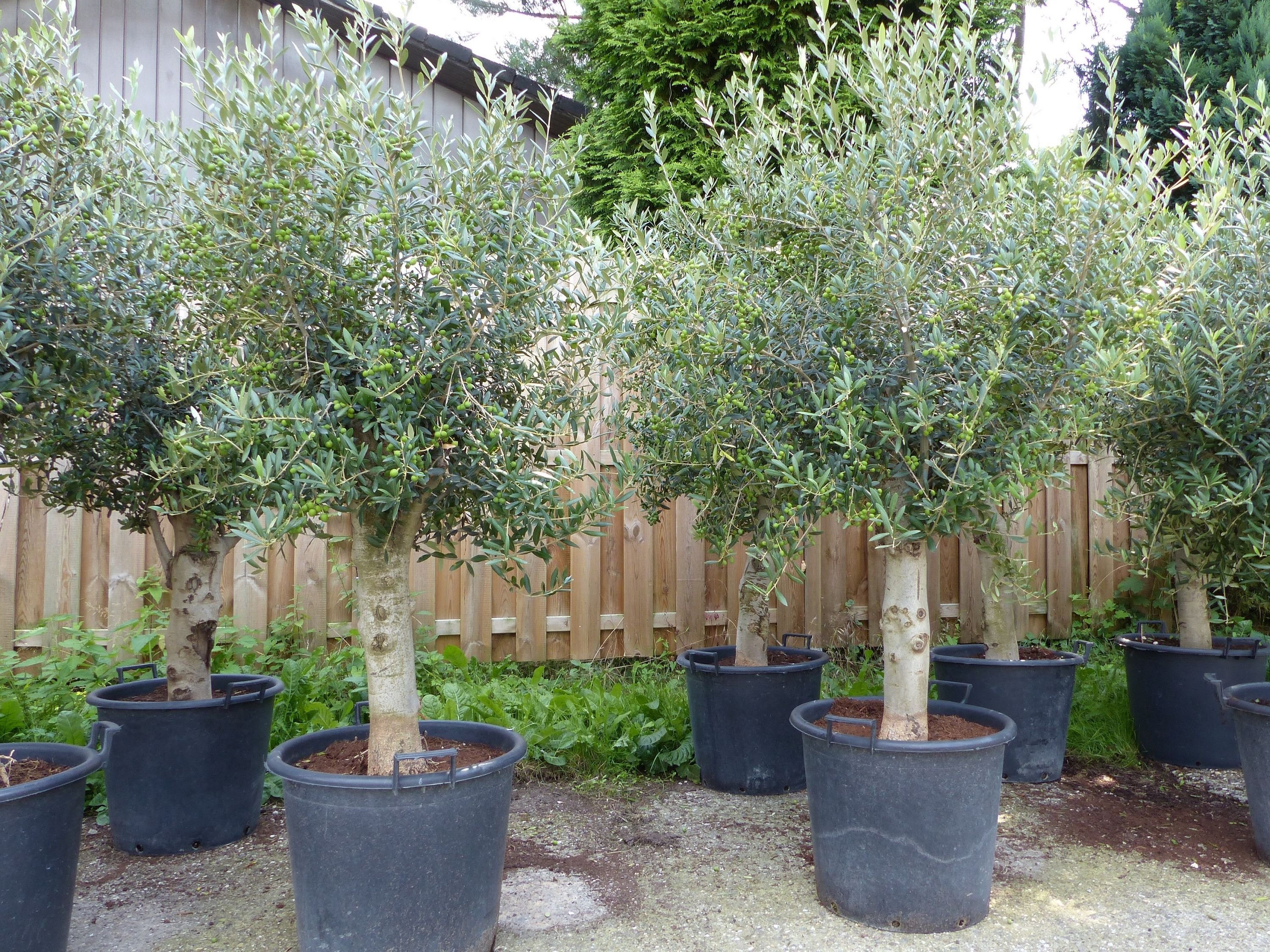 2 Stück winterharter XL Olivenbaum Premiumqualität 45 Jahre, dicke Stämme, winterhart