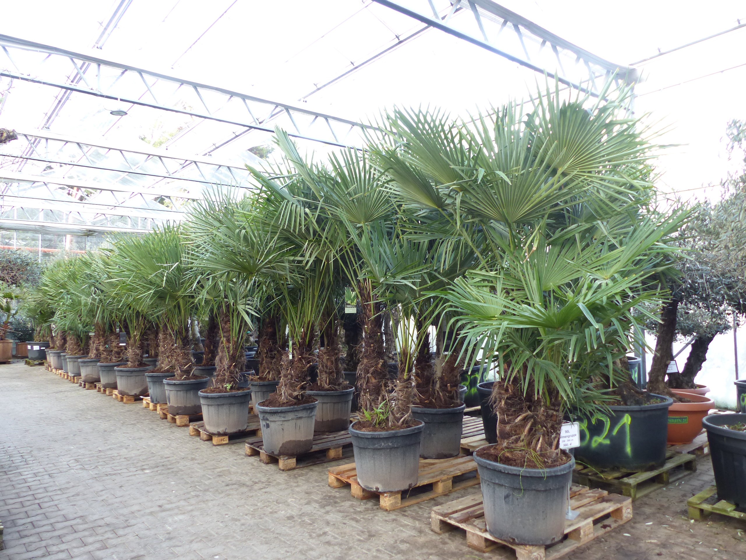 Trachycarpus Fortunei Gruppe 2-3 stämmige Palme, winterhart 250 - 300 cm Palmengruppe
