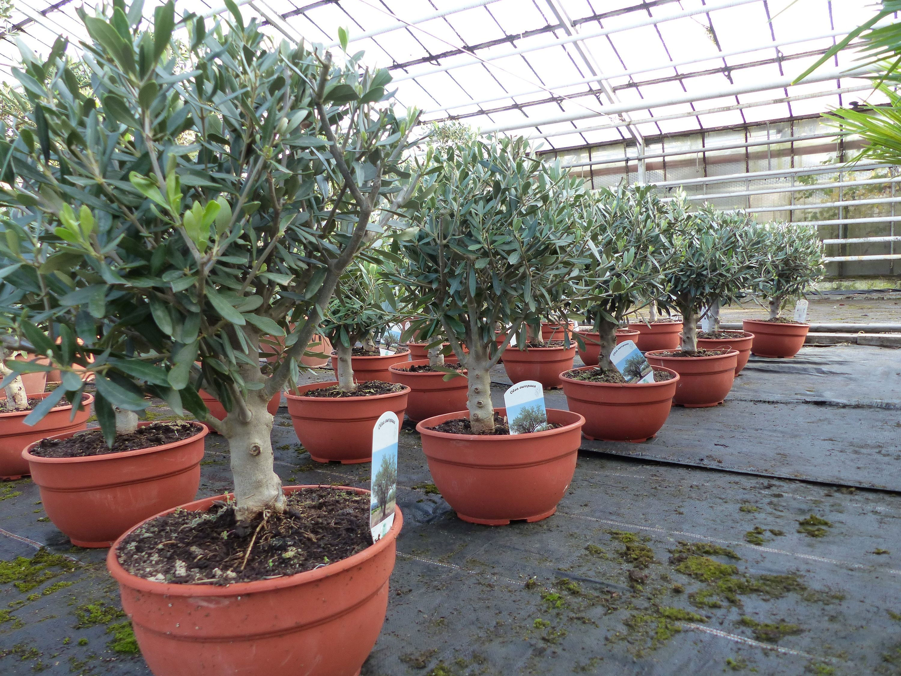 Olivenbaum Bonsai Formgehölz, Olive winterhart, Olea europaea 50 - 60 cm