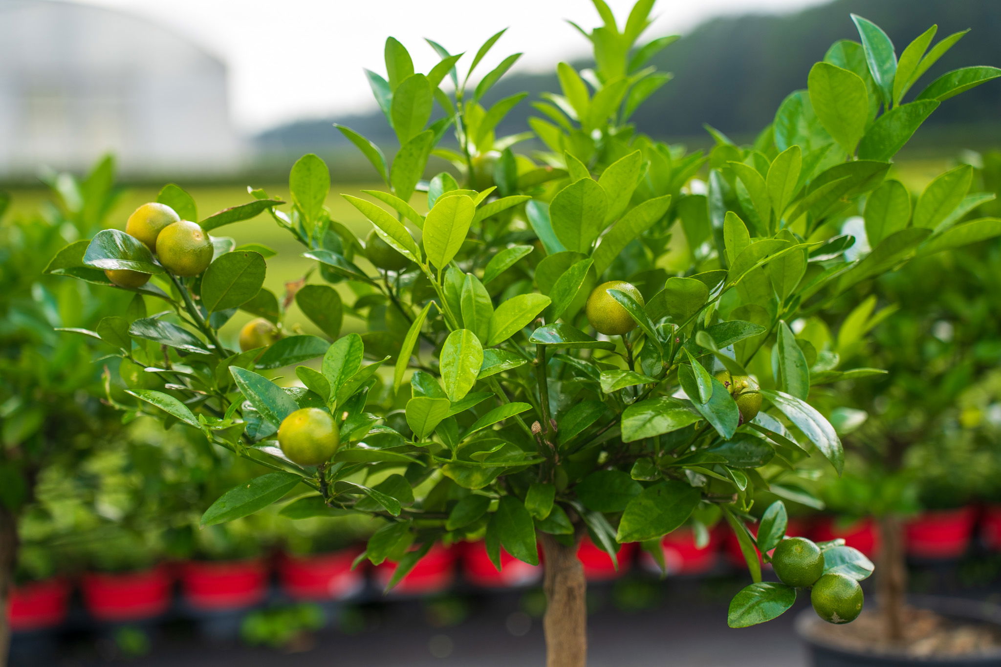 Calamondin Stamm Busch Orange Citrus Mitis 70 - 80 cm Orangenbaum Calamondino Kalamansi