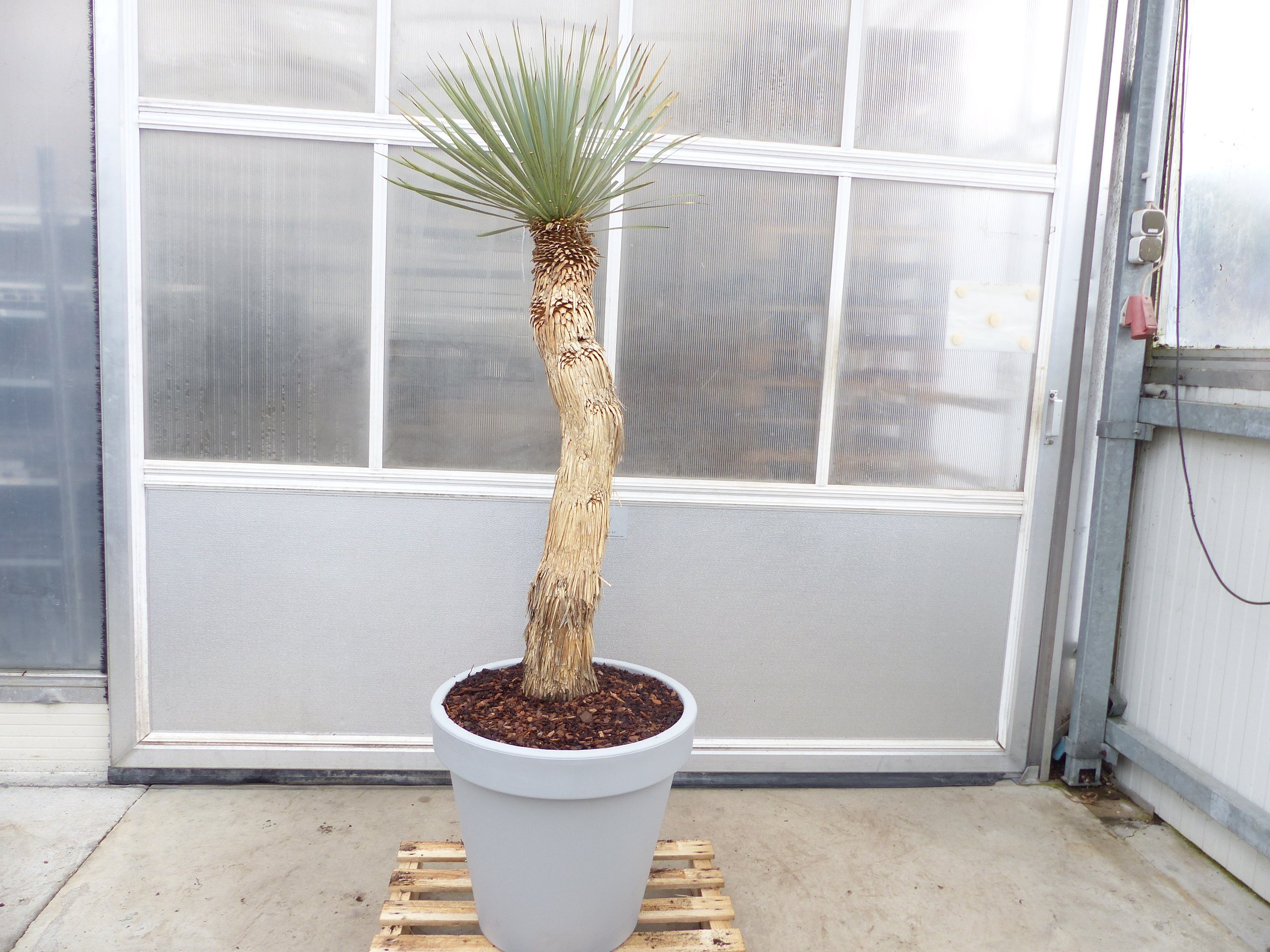 Yucca Rostrata  Mexico, Palme, 190 cm, Stamm 104 cm winterhart 