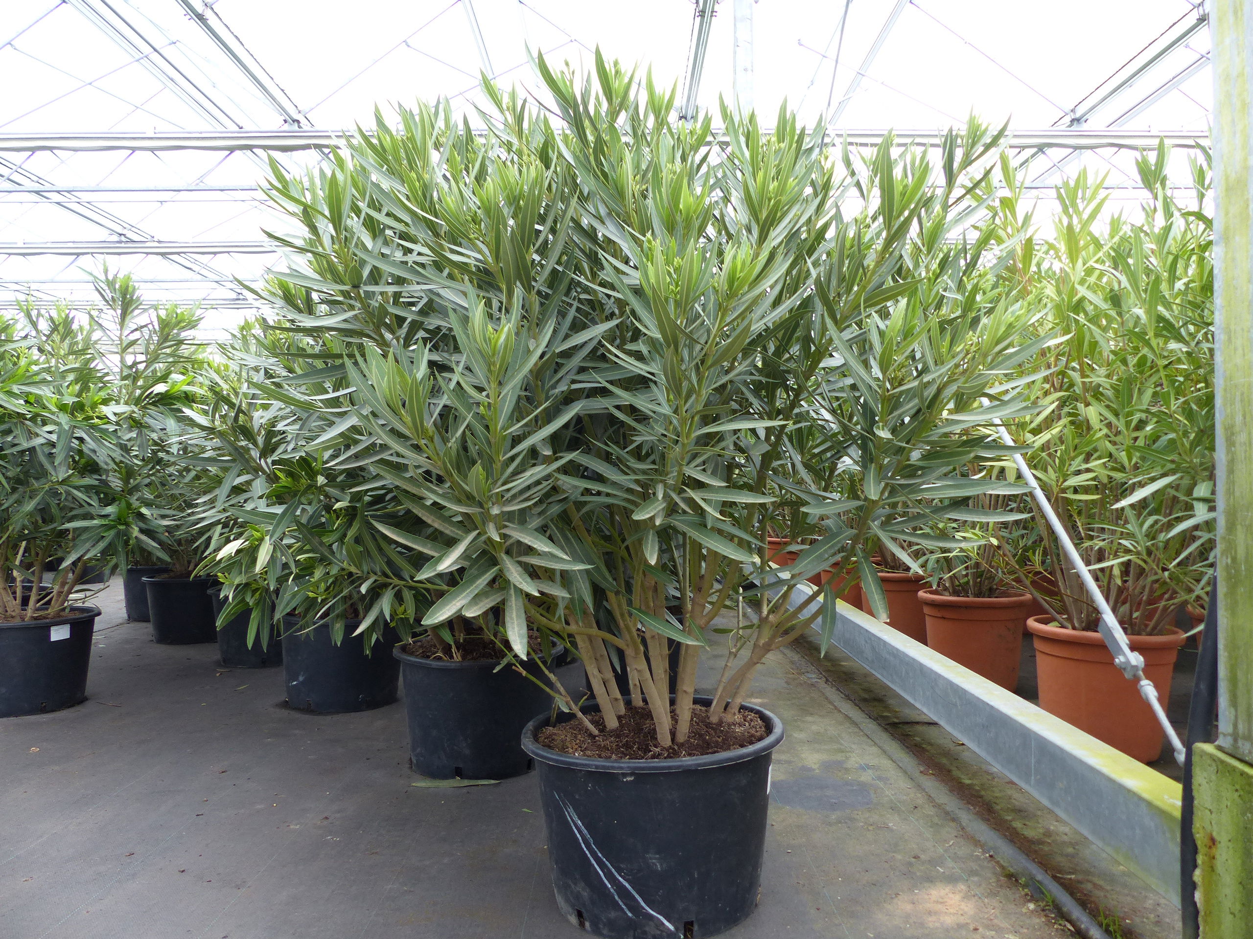 Oleander Premiumqualität 100 - 120 cm Busch Nerium Krone Ø80-120 cm Rosenlorbeer Premium rot, rosa oder weiß