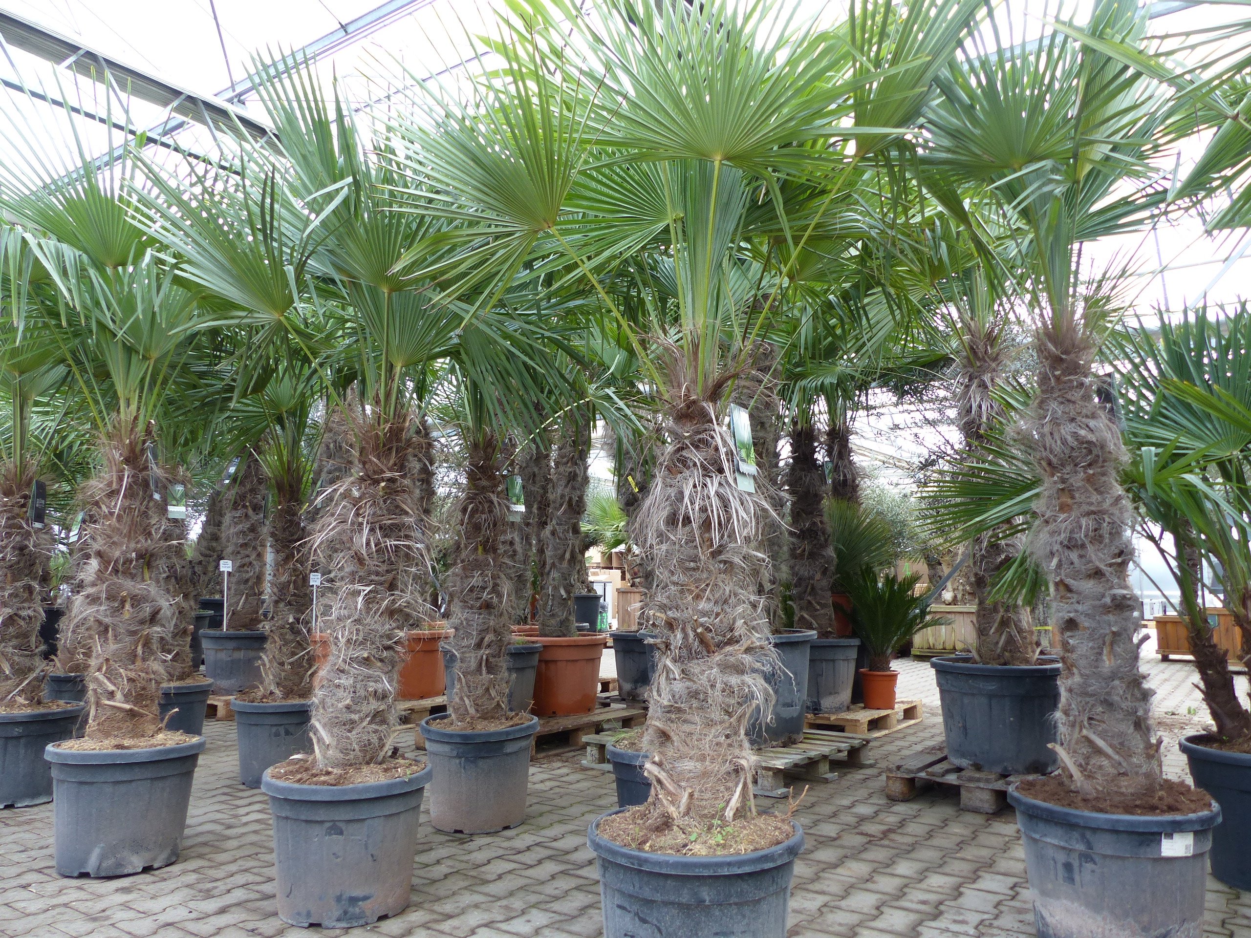 XXXXL 210 - 230 cm Trachycarpus fortunei Hanfpalme, winterharte Palme bis -18°C