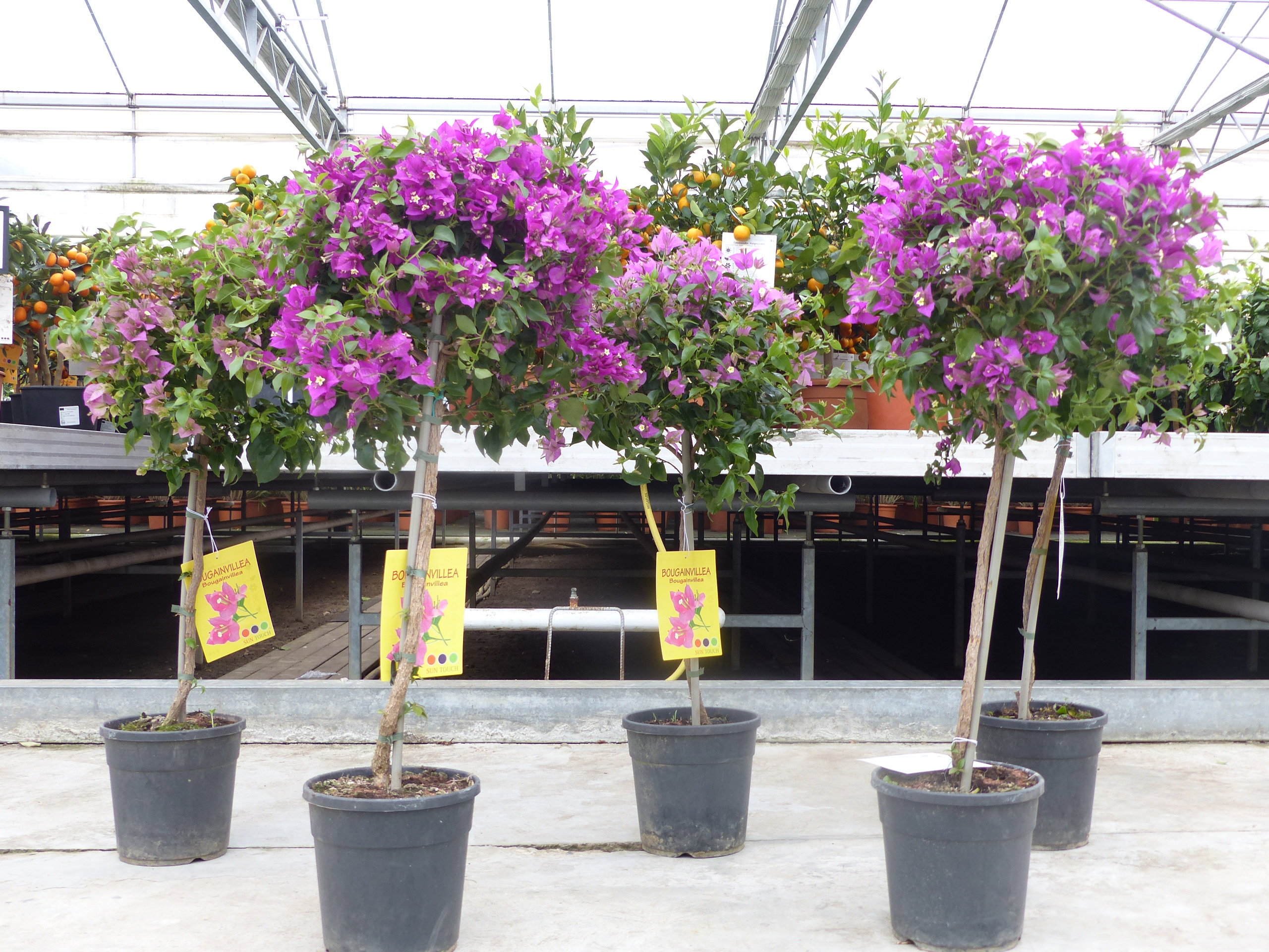 Bougainvillea glabra "Alexandra" Stamm 90-100 cm, purpurviolett, Kletterpflanze